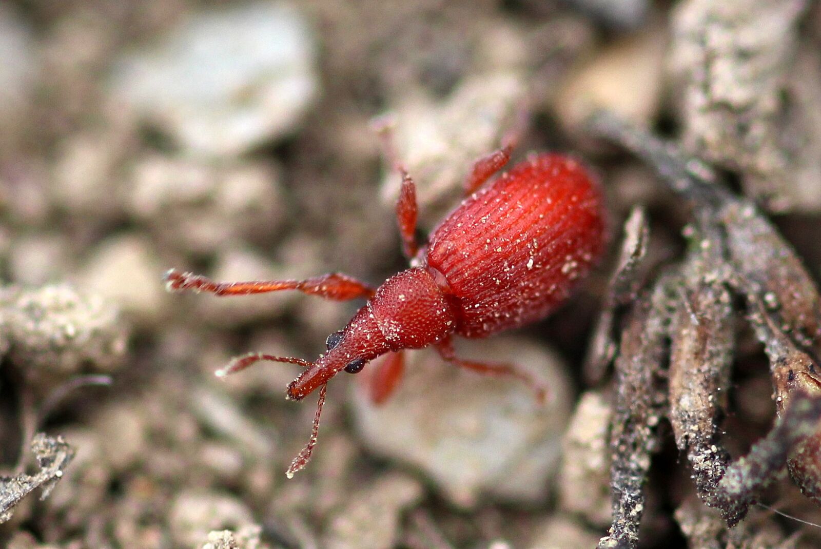 Canon EOS 650D (EOS Rebel T4i / EOS Kiss X6i) sample photo. Beetle, small beetle, sorrel-spitzmausr photography