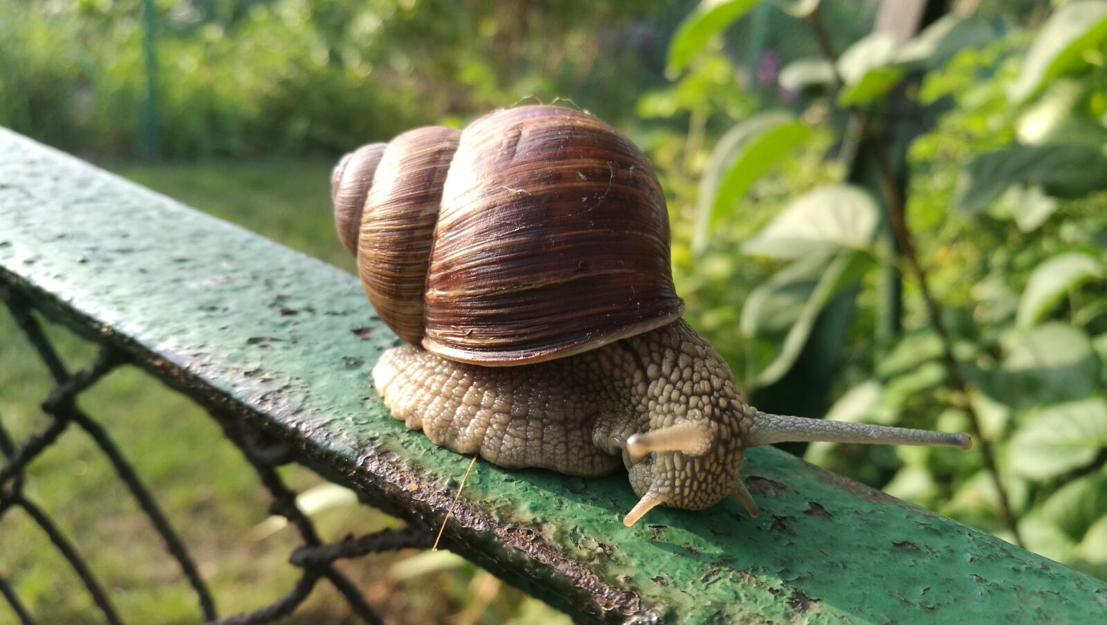 HUAWEI P9 sample photo. Snail, nature, antennae photography
