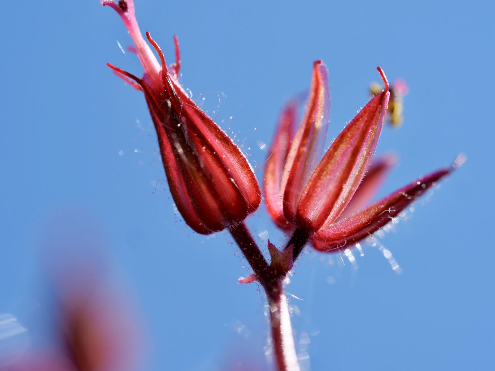 Panasonic Lumix DC-G9 sample photo. Macro, close up, spring photography