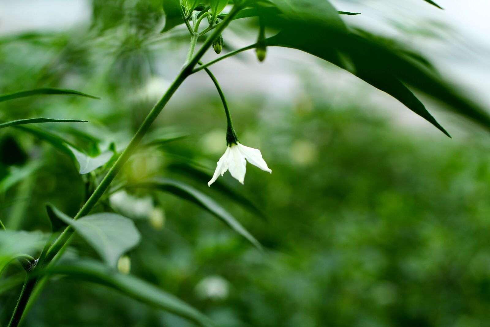 Canon EOS 60D + Canon EF 50mm F1.8 II sample photo. Chili, green, vegetables photography