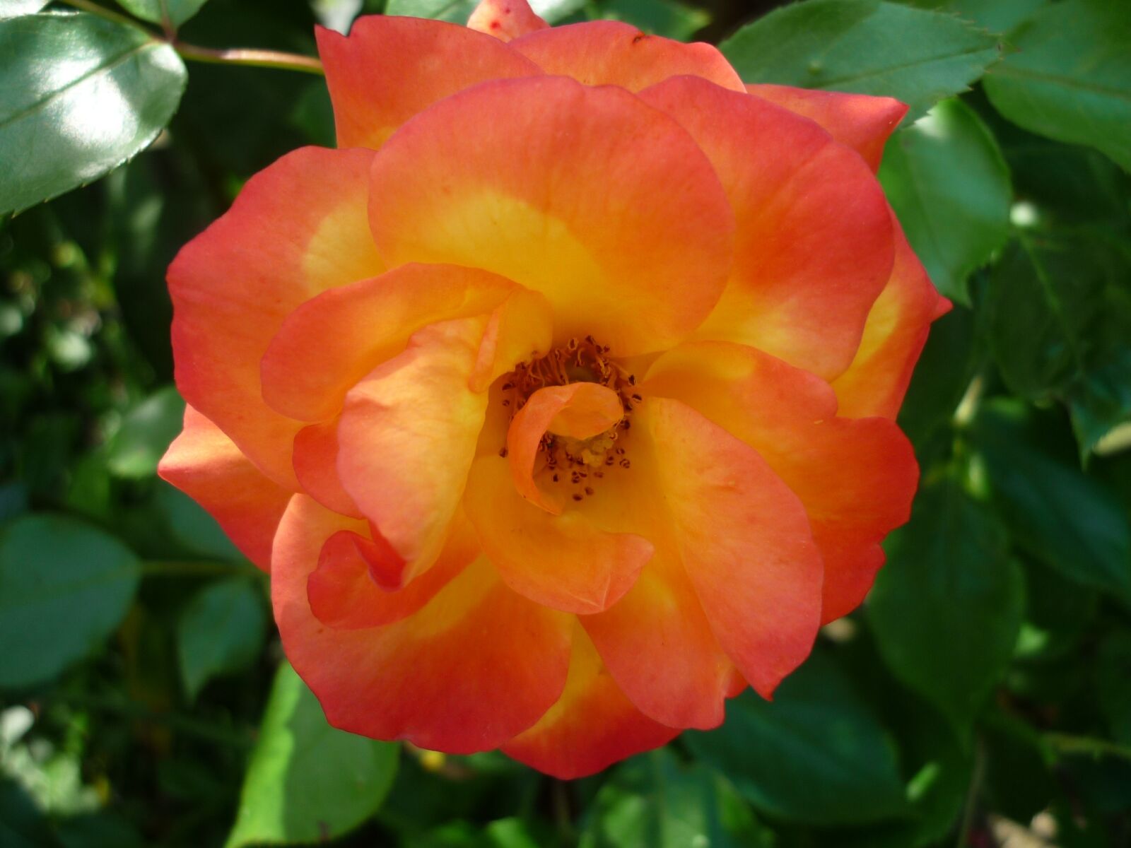 Panasonic Lumix DMC-FS6 sample photo. Rose, garden, popular flower photography