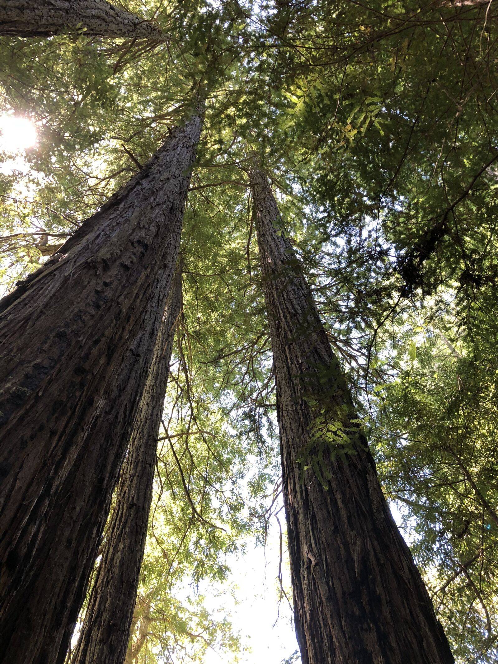 iPhone 8 back camera 3.99mm f/1.8 sample photo. Redwood, tree, sequoia photography