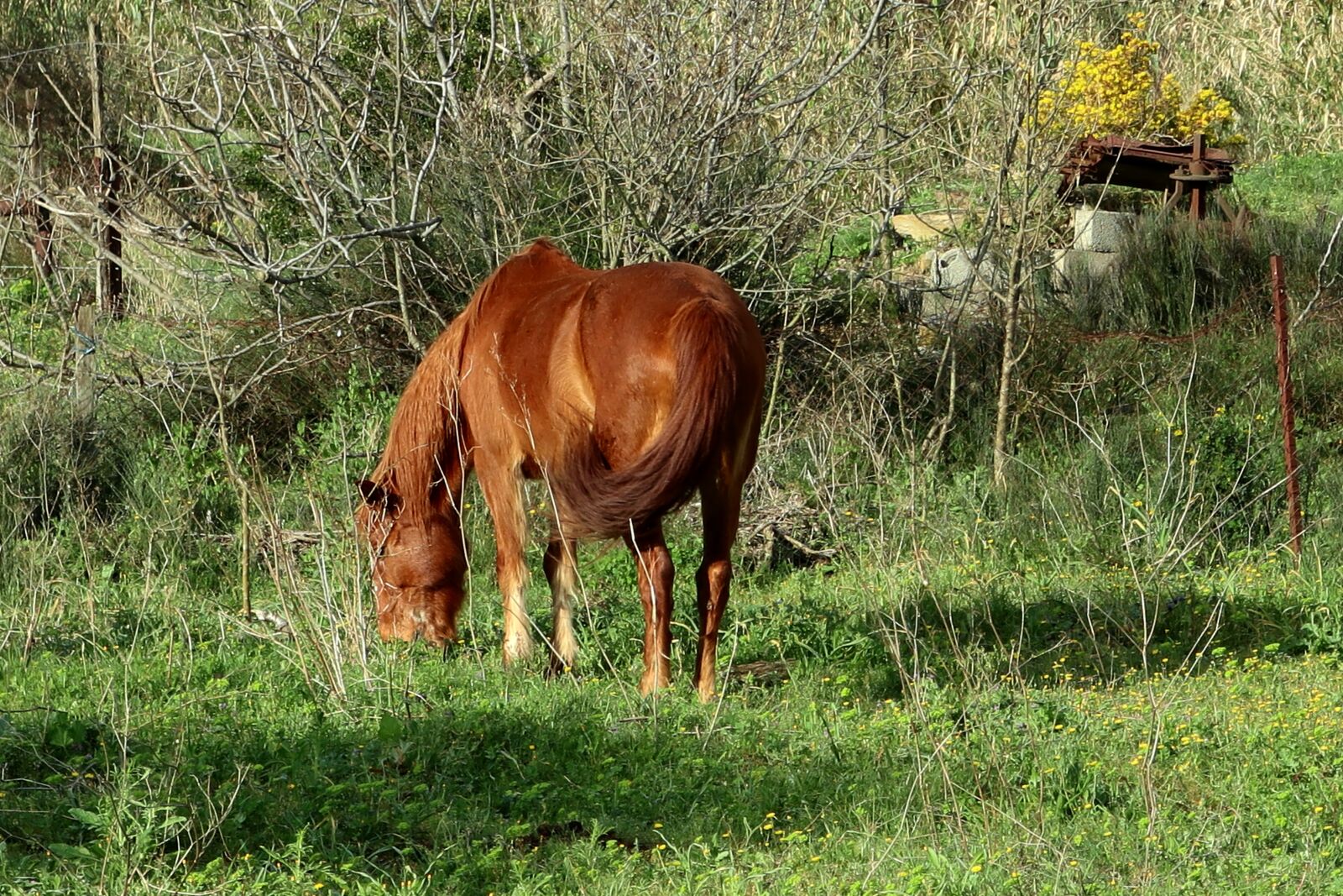 Canon PowerShot G1 X Mark III sample photo. Animal, horse, nature photography