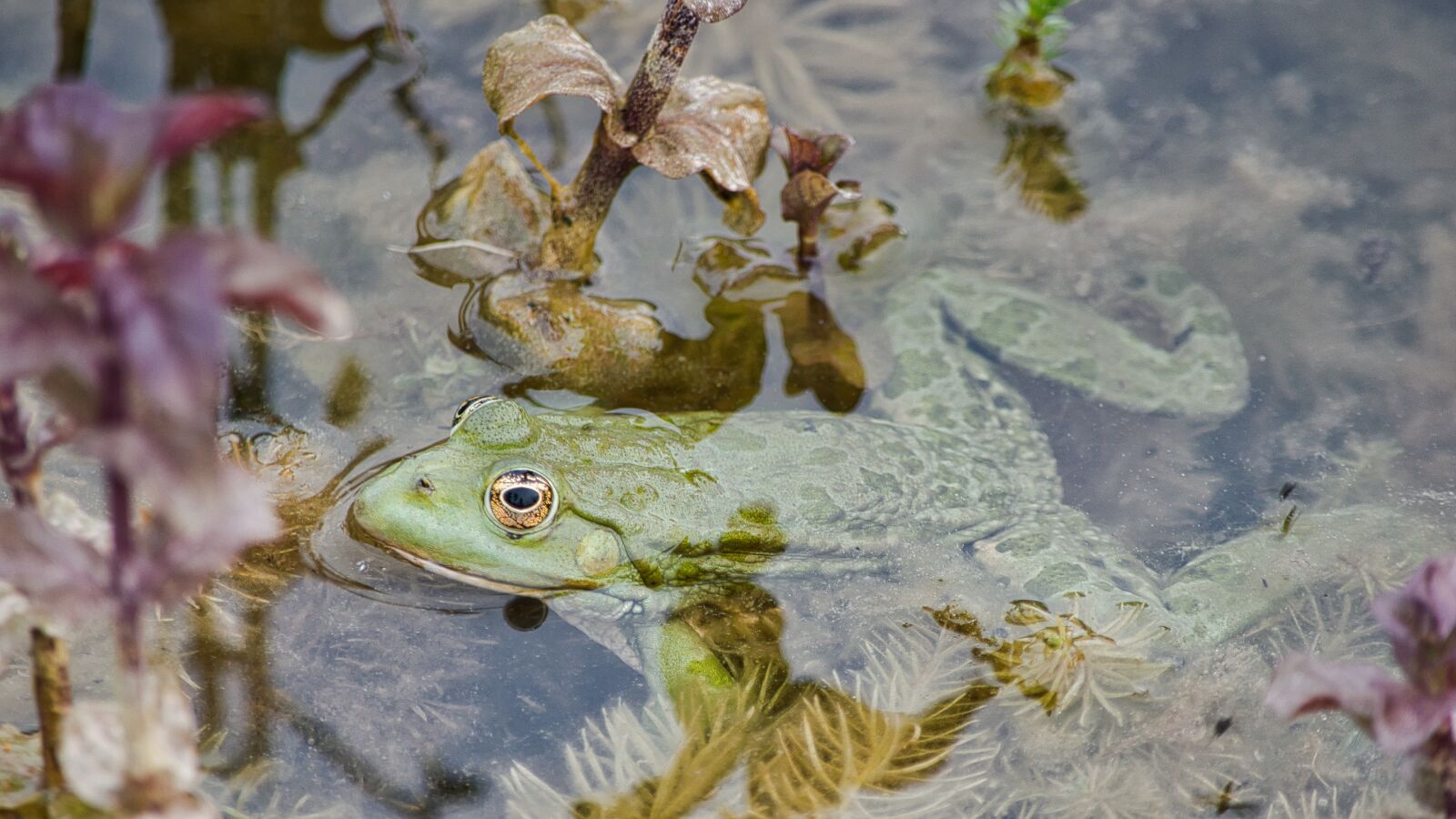 Nikon D5300 sample photo. Frog, waters, nature photography