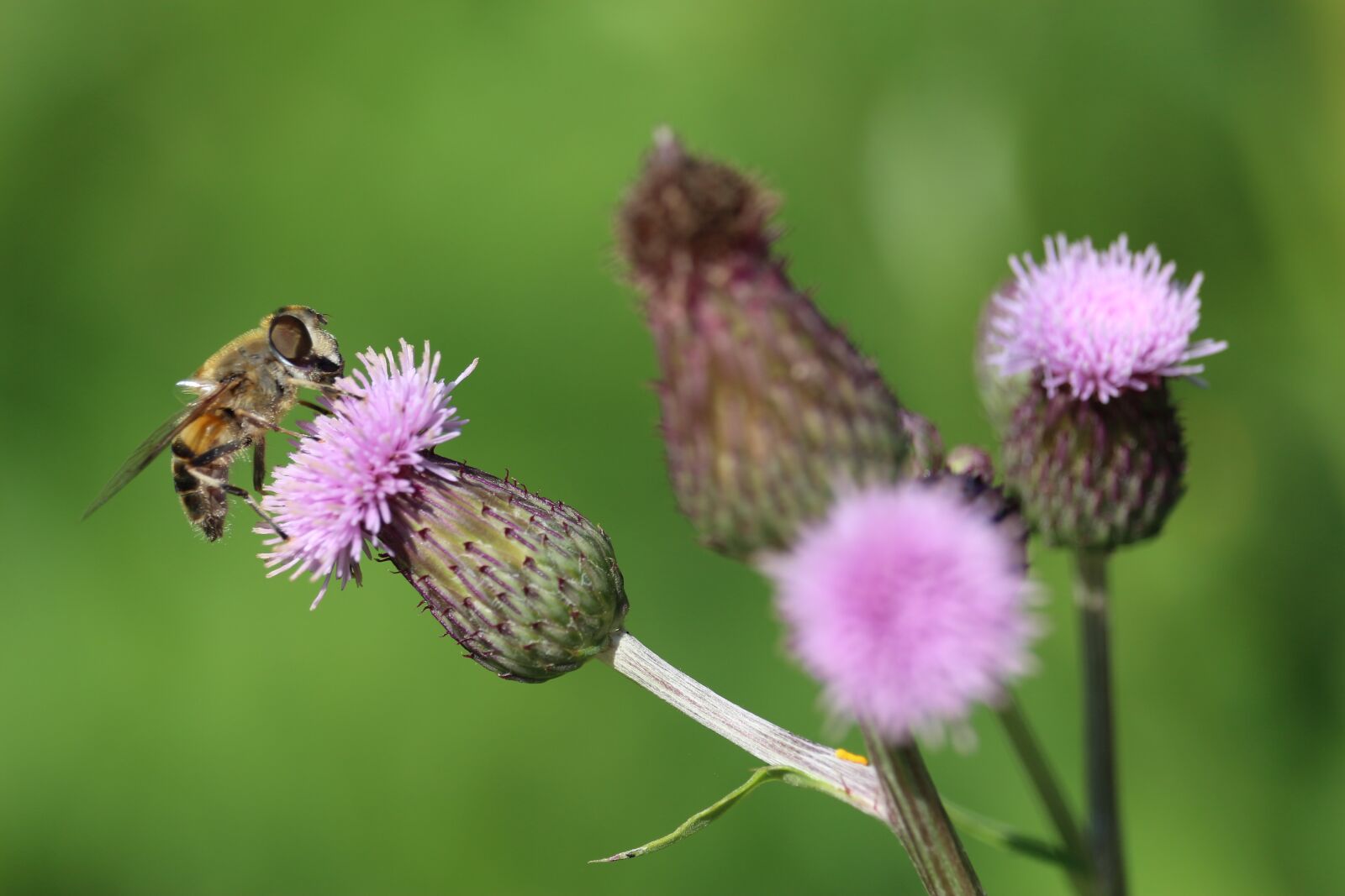 Canon EOS 700D (EOS Rebel T5i / EOS Kiss X7i) sample photo. Bee, insect, pollen photography