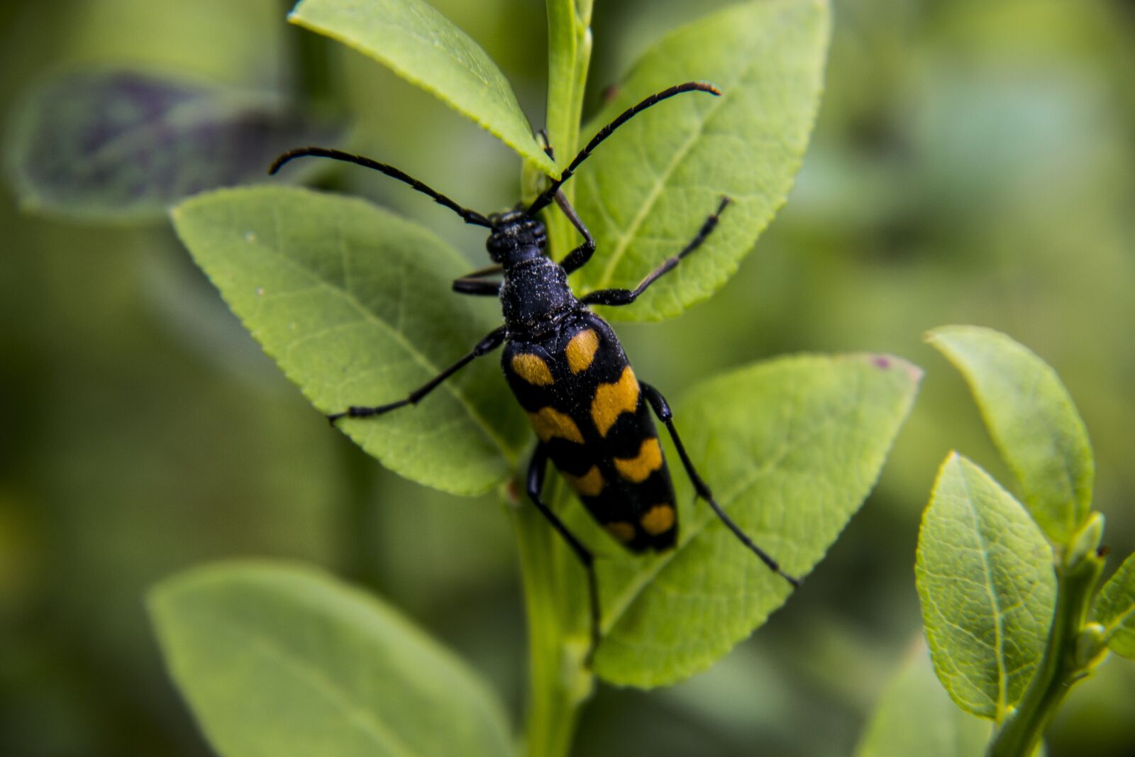 Nikon D3100 sample photo. Insect, nature, fauna photography