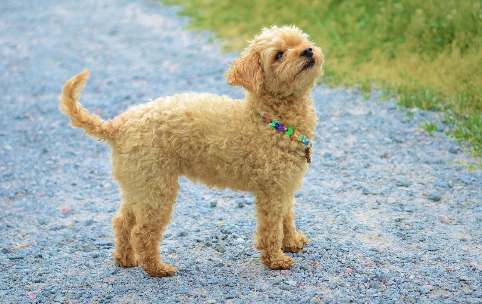 Nikon D7000 sample photo. Dog, animal, pet photography