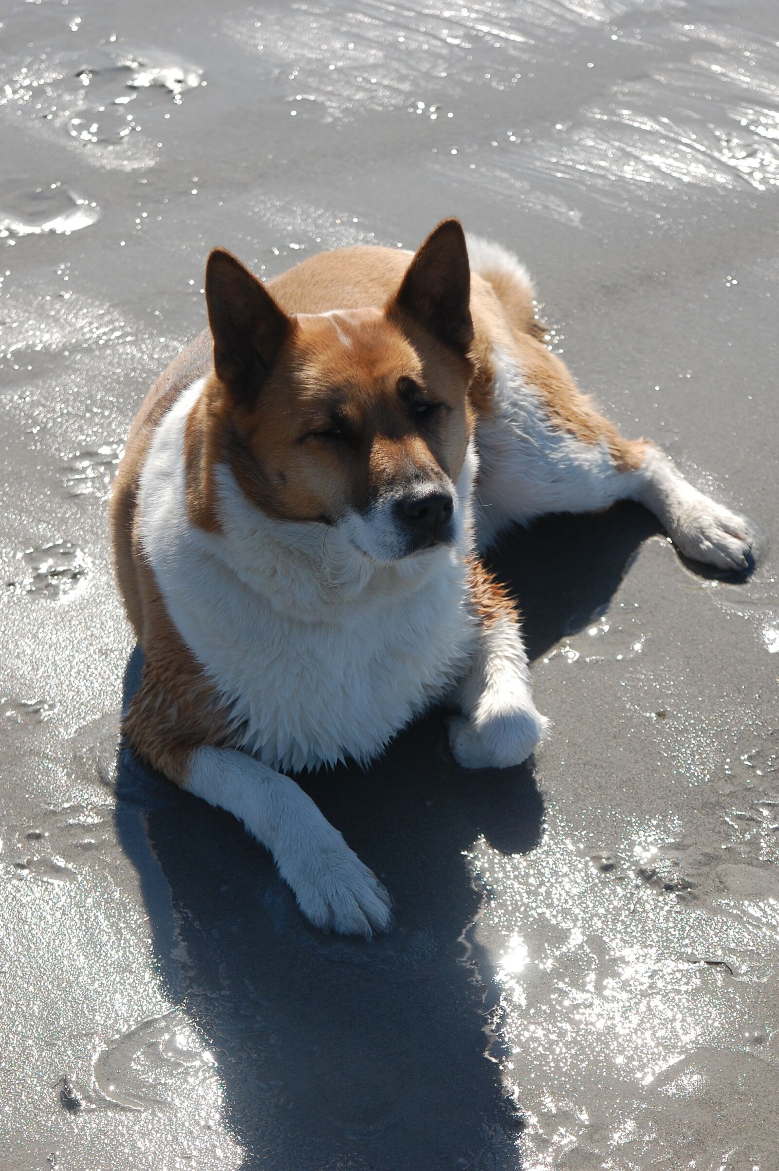 Nikon D40 sample photo. Dog, beach, sand photography