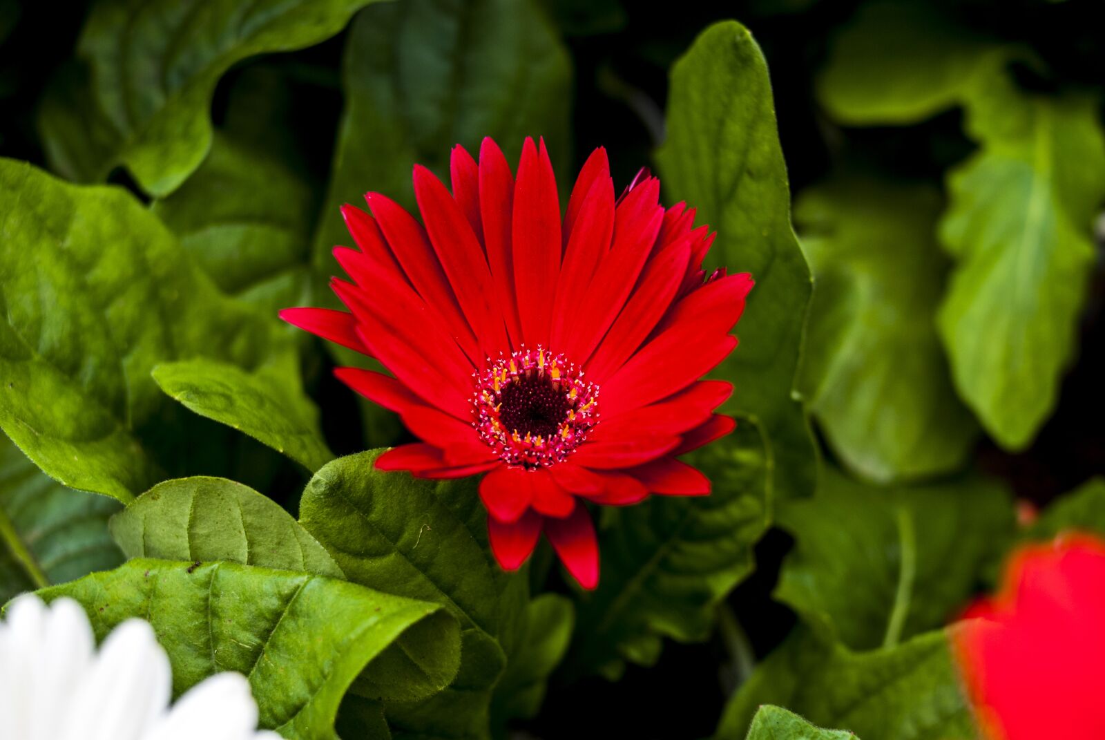 Nikon D60 sample photo. G rbela red, flower photography