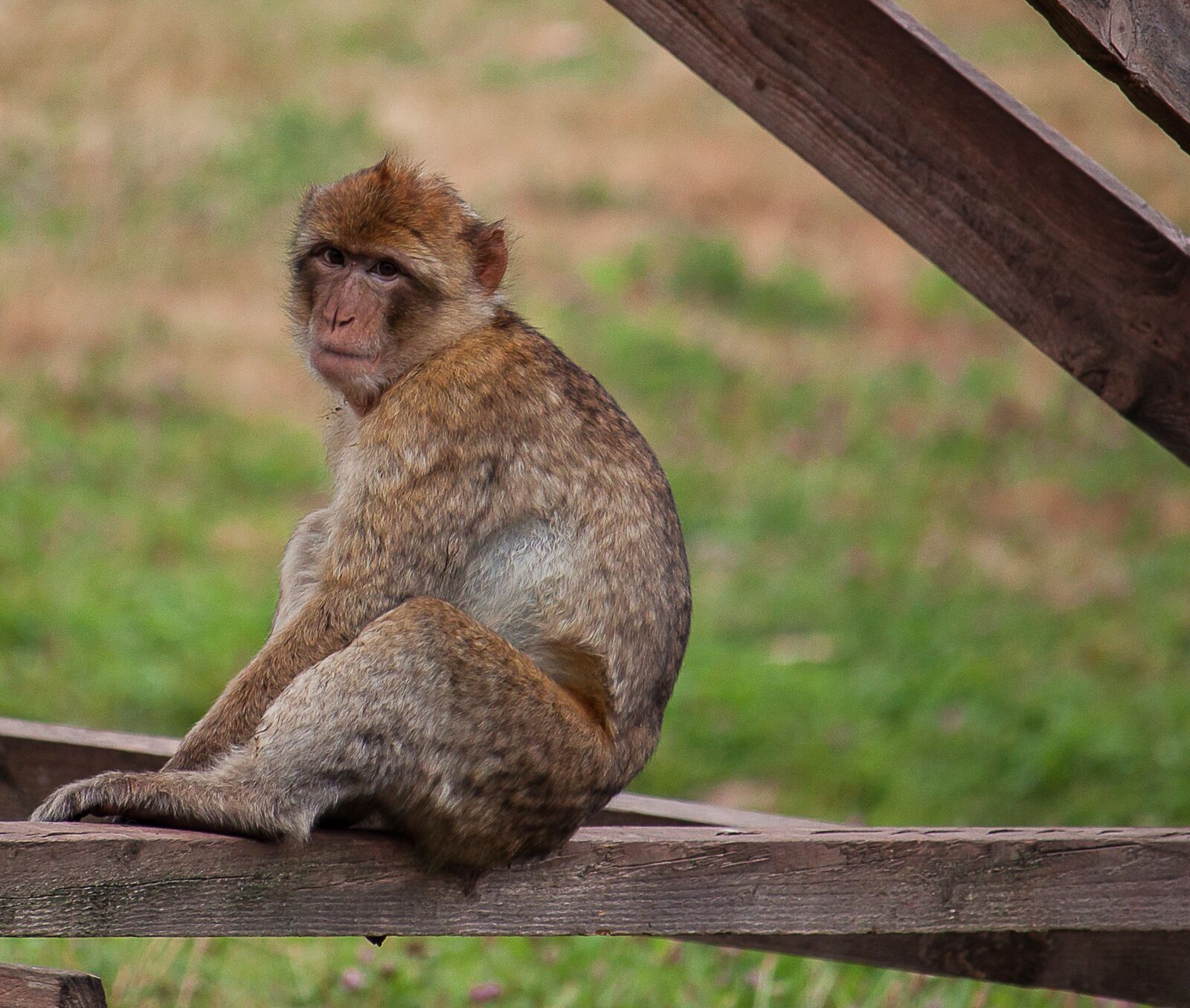 Canon EOS 50D + Canon EF-S 55-250mm F4-5.6 IS STM sample photo. Monkey, primate, animal photography