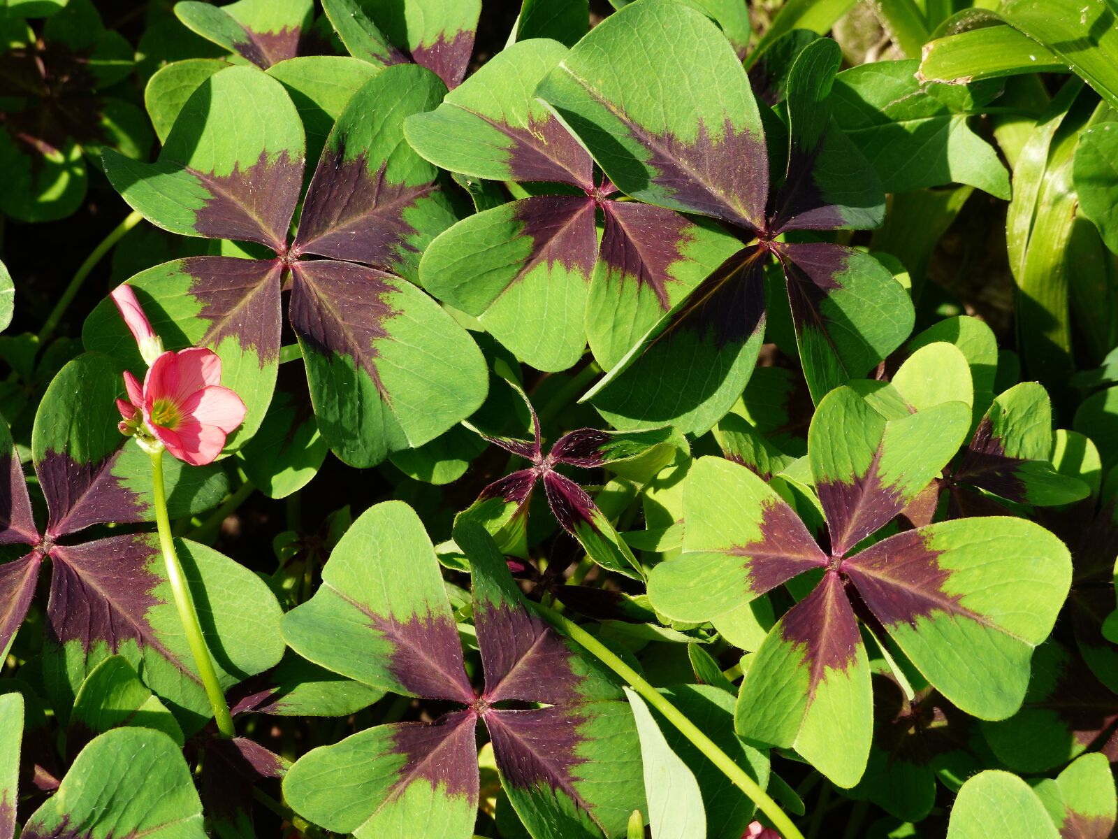 Panasonic Lumix DMC-FZ200 sample photo. Clover, plant, grass photography