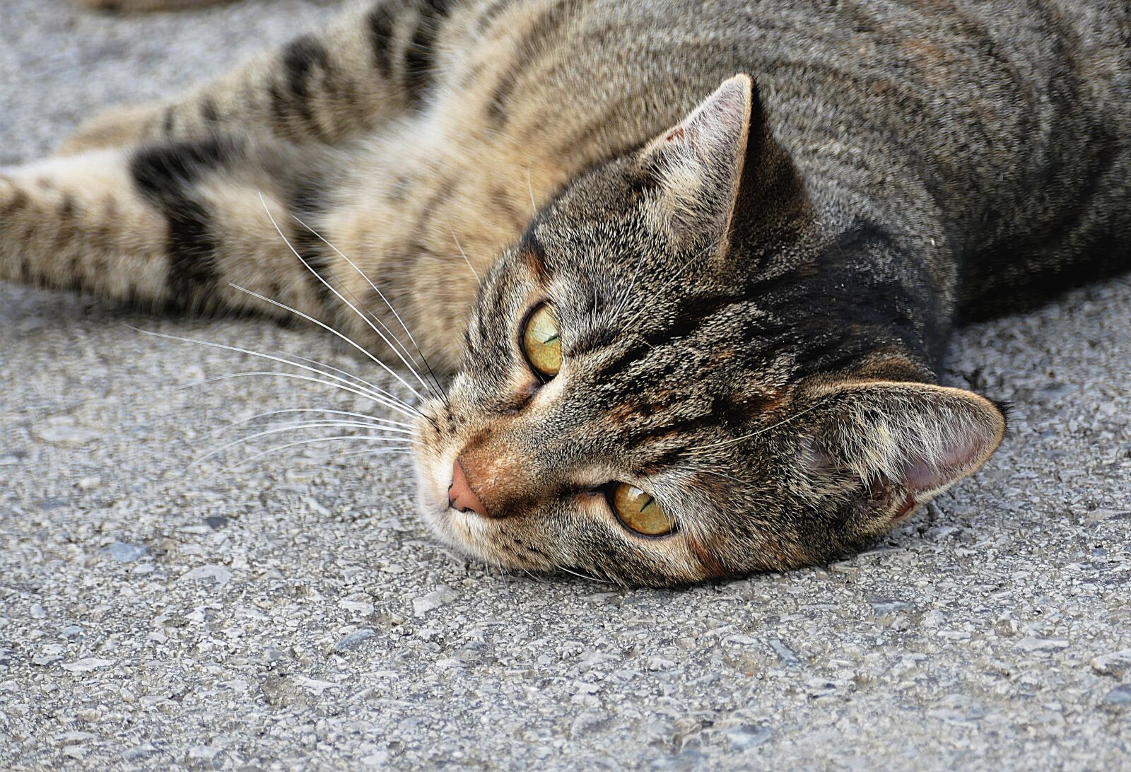 Panasonic Lumix DMC-FZ1000 sample photo. Cat, cat portrait, tiger photography