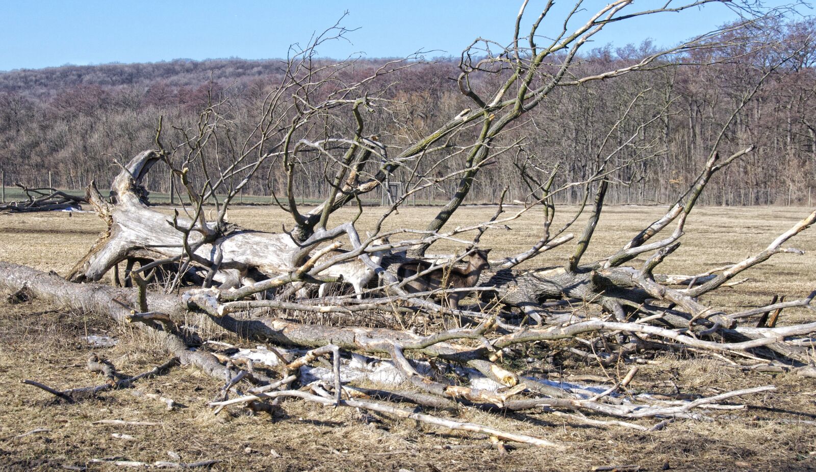 Nikon D80 sample photo. Deer, tree, overturned photography