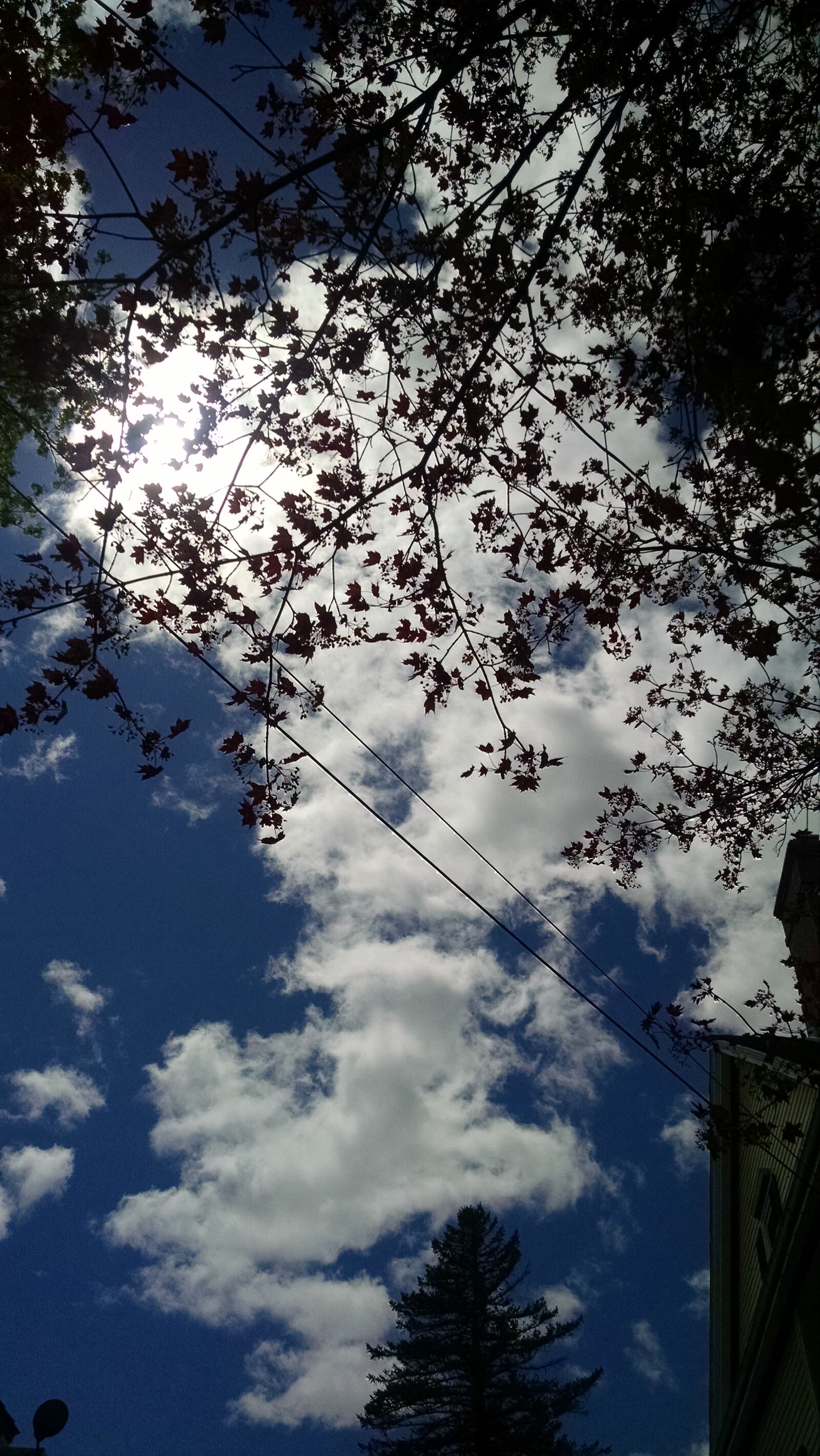 Motorola Moto X (1st Gen) sample photo. Leaves, shadow, silhouette, sky photography