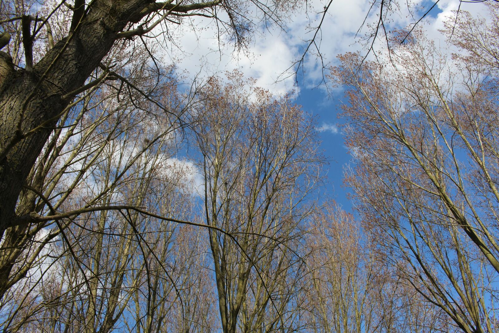 Canon EOS 700D (EOS Rebel T5i / EOS Kiss X7i) sample photo. Houplines, park, spring photography
