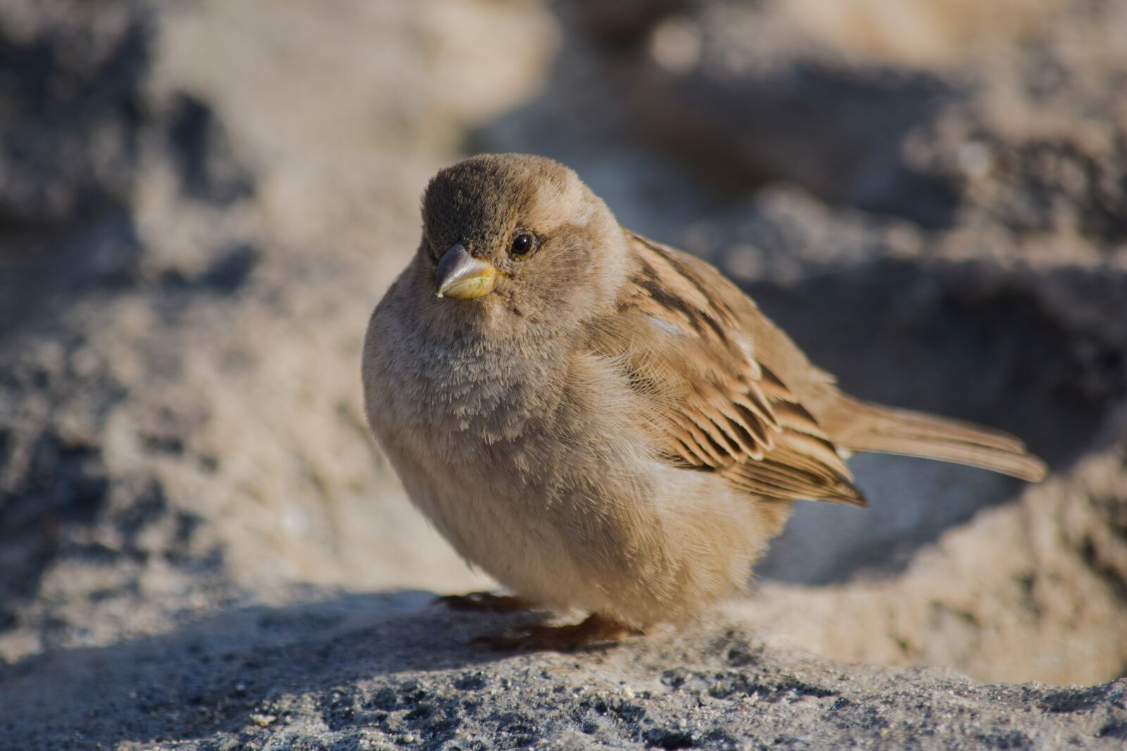 Nikon D3300 sample photo. Sparrow, nature, wildlife photography