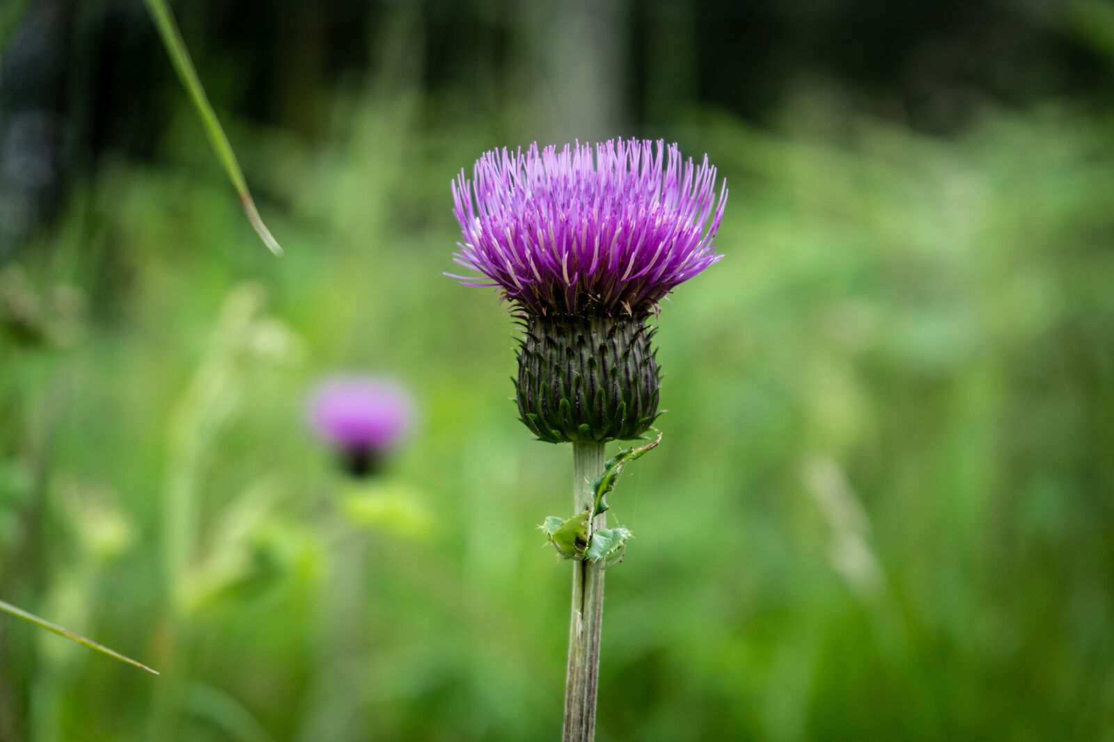 Sony a7R II + Sony FE 28-70mm F3.5-5.6 OSS sample photo. Flower, scottish, thistle photography