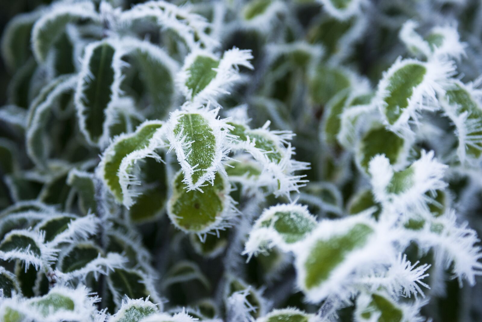 Sony Alpha DSLR-A100 sample photo. Leaves, frozen, winter photography