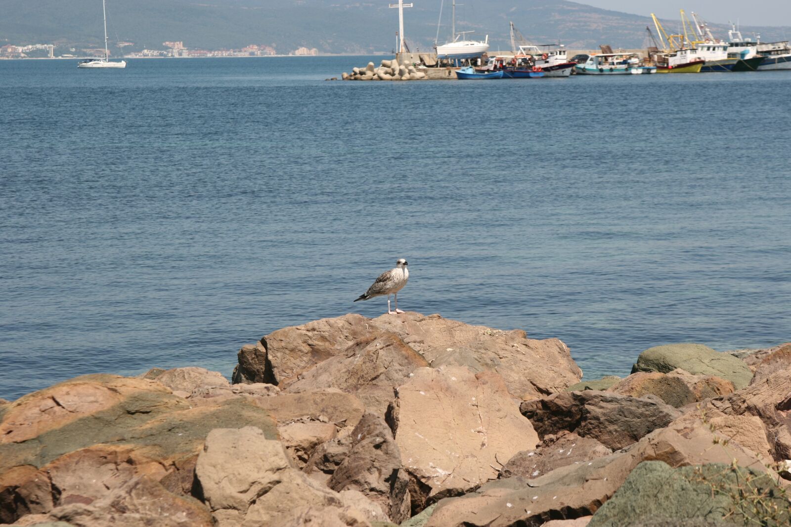 Canon EOS 400D (EOS Digital Rebel XTi / EOS Kiss Digital X) sample photo. Gull, travel, seaside photography