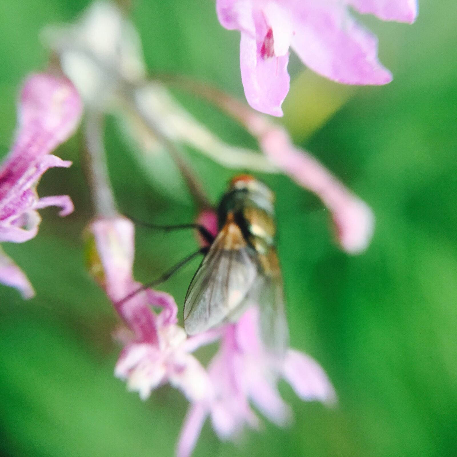 Apple iPhone 6 sample photo. Fly, macro photography
