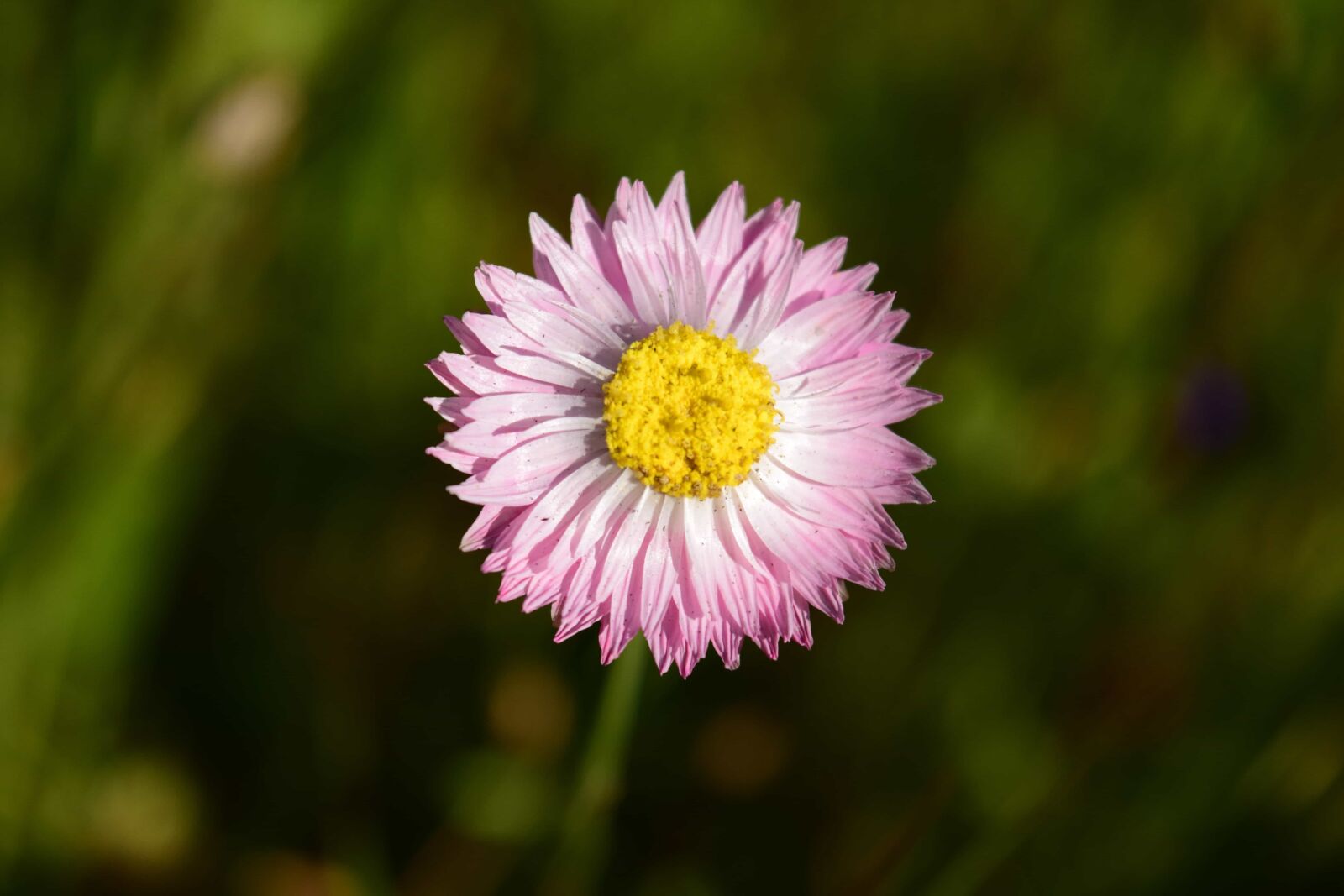 Nikon D3300 sample photo. Petal, flower, garden, nature photography