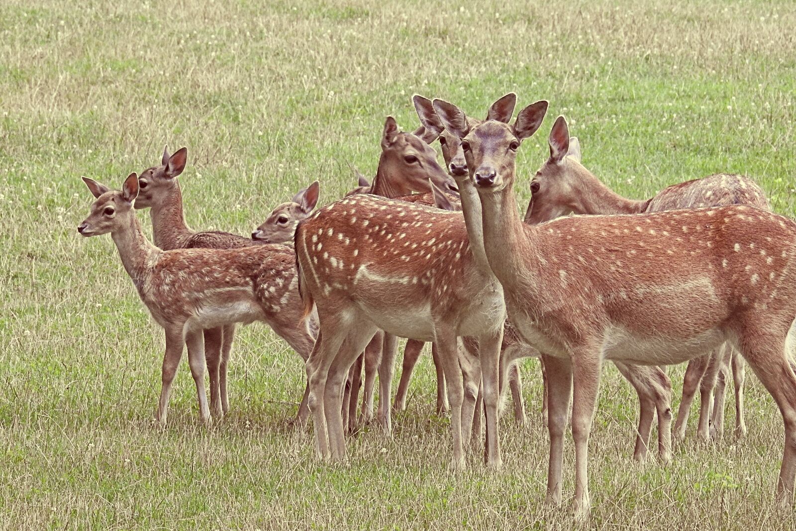 Nikon Coolpix P900 sample photo. Deer, fallow deer, meadow photography
