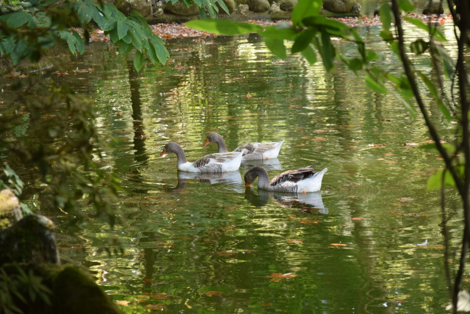 Nikon D5300 sample photo. Geese, nature, landscape photography
