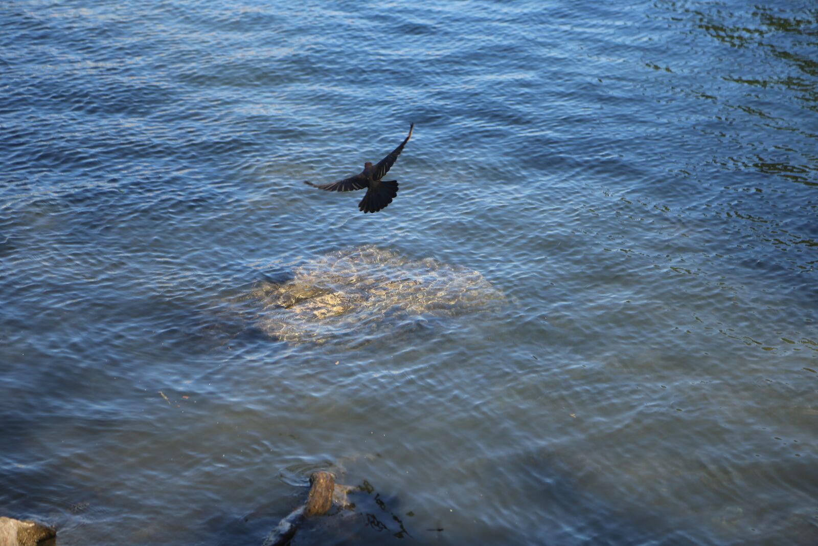 Canon EF 24-105mm F4L IS USM sample photo. Bird, water, nature photography