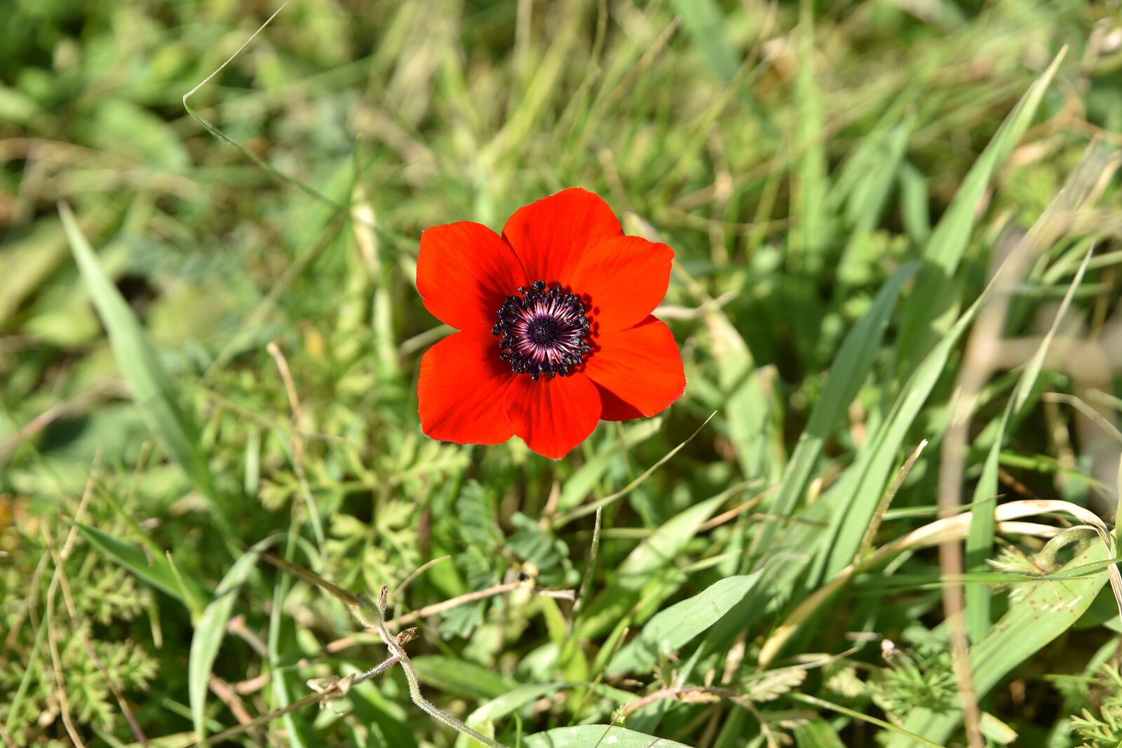 Nikon D750 sample photo. Flower, nature, poppy photography