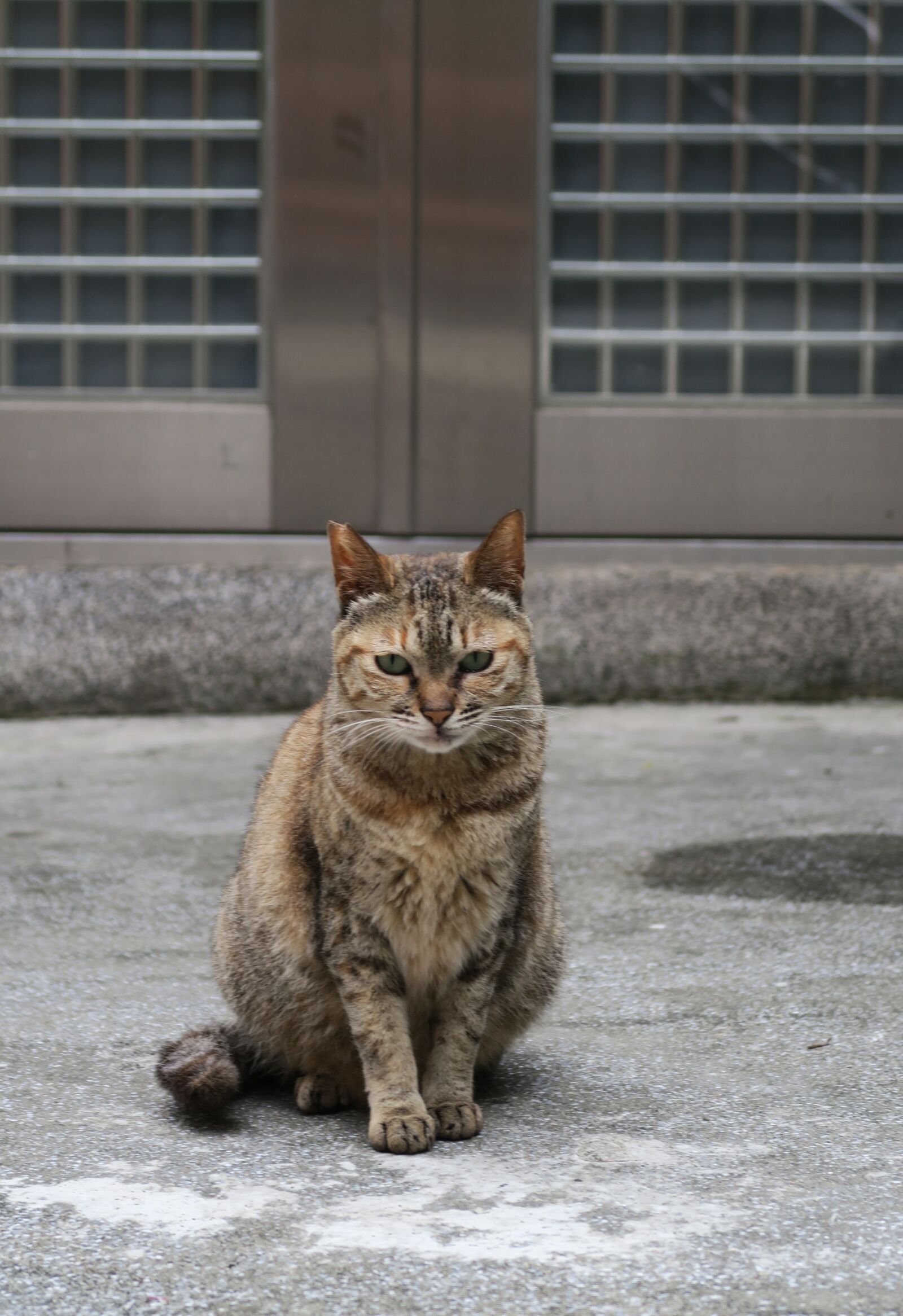 Canon PowerShot G7 X sample photo. Cat, animal, cute photography