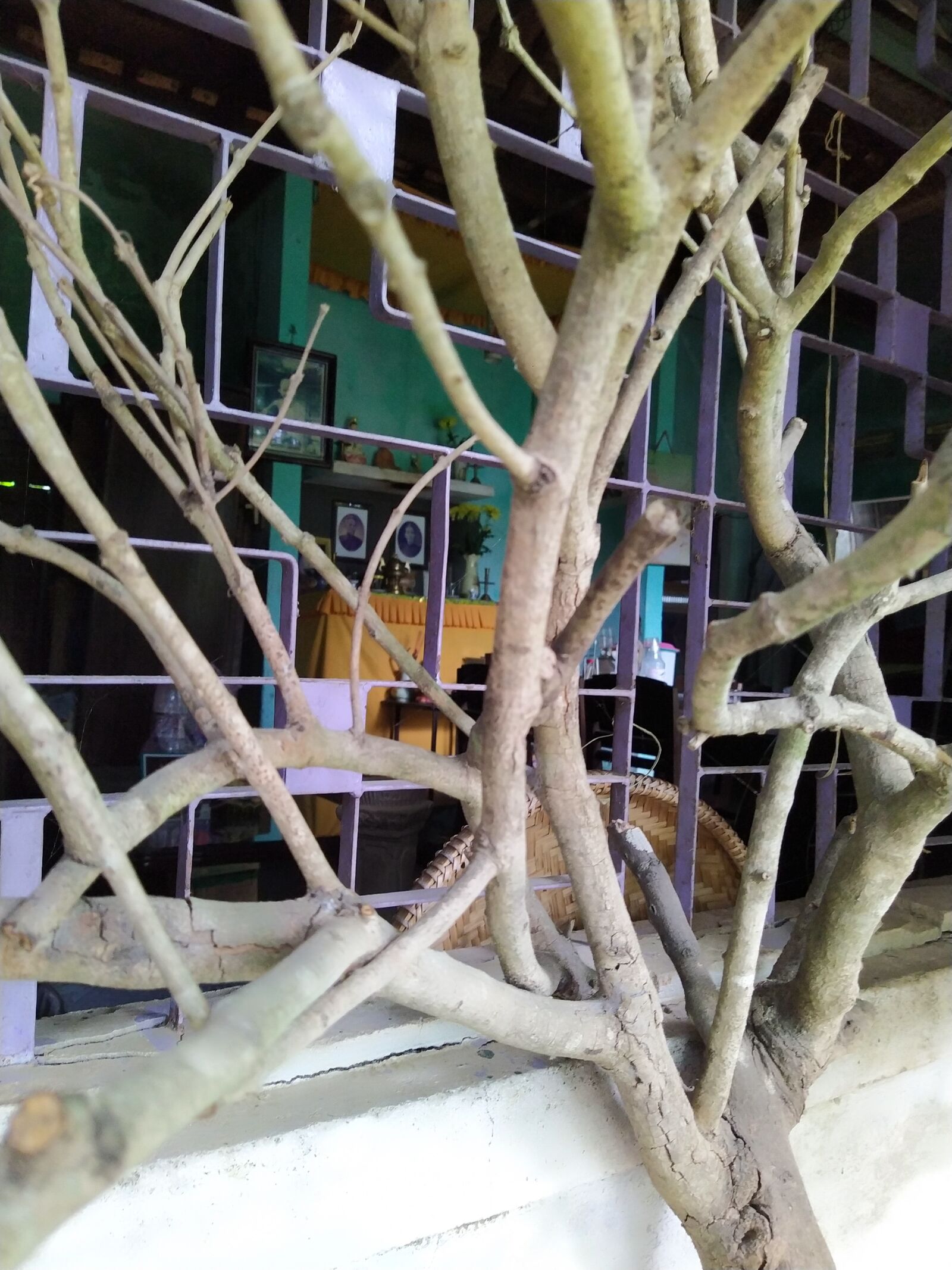 HMD Global Nokia 7.2 sample photo. The dry tree, home photography