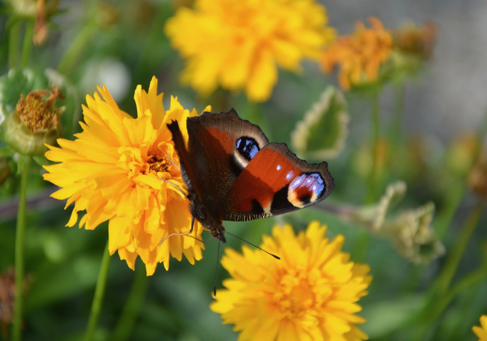 Nikon D5200 sample photo. Butterfly, yellow flower, nature photography