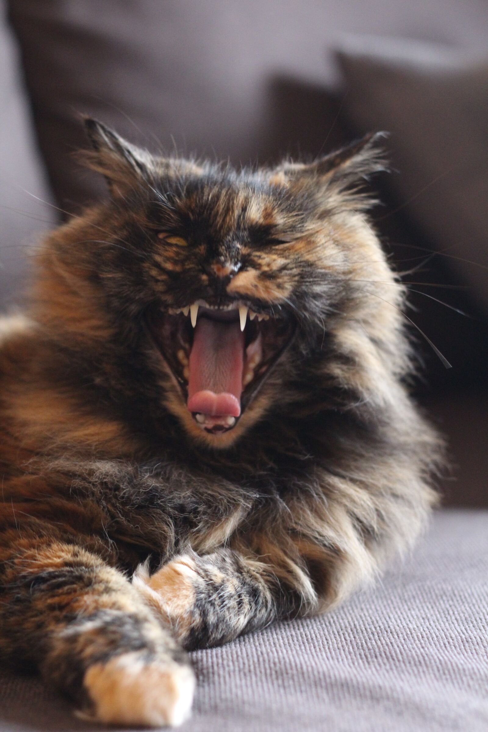 Canon EOS 700D (EOS Rebel T5i / EOS Kiss X7i) + Canon EF 50mm F1.8 II sample photo. Cat, fangs, yawn photography