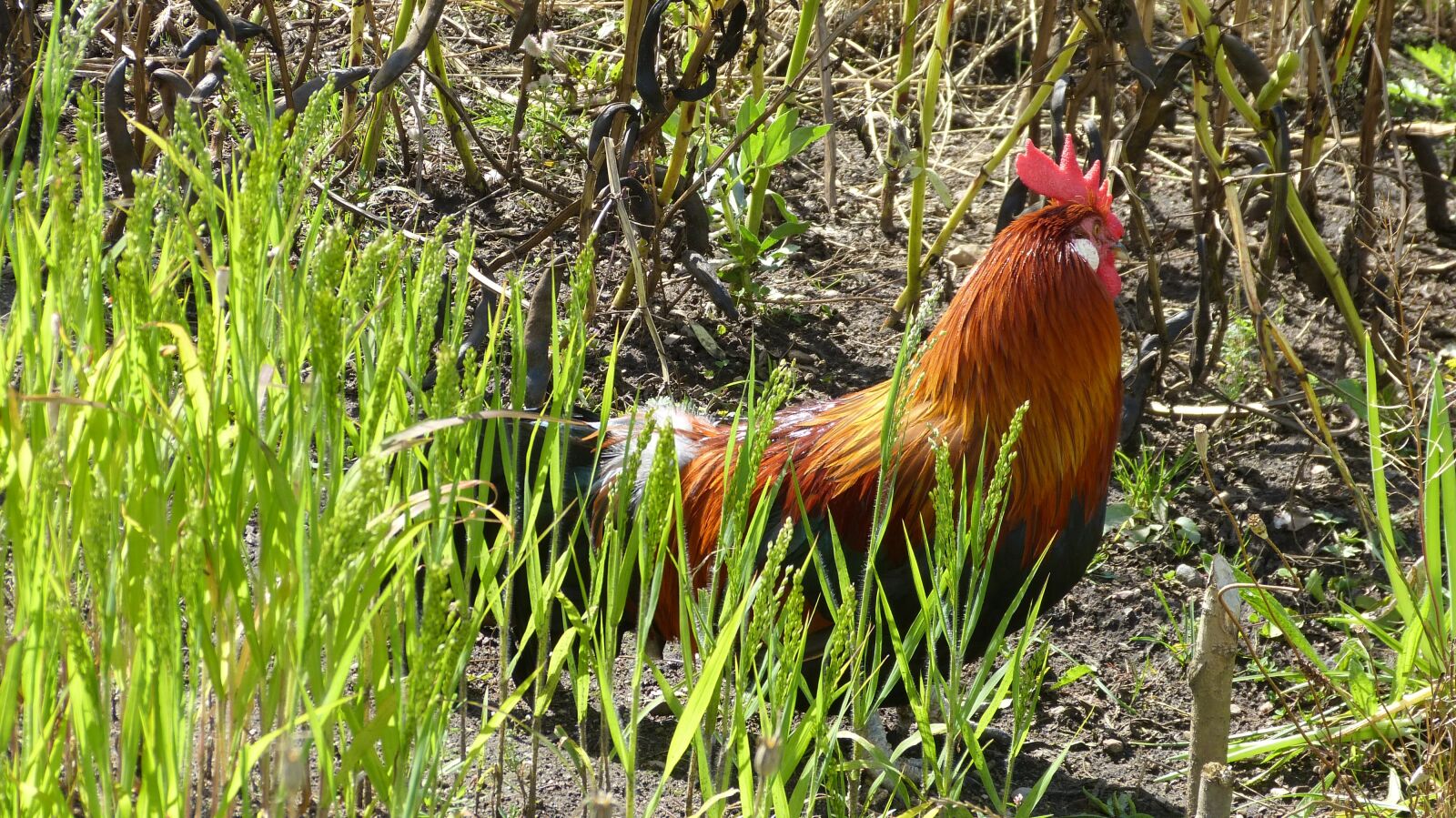 Panasonic Lumix DMC-FZ150 sample photo. Hahn, birds, poultry photography