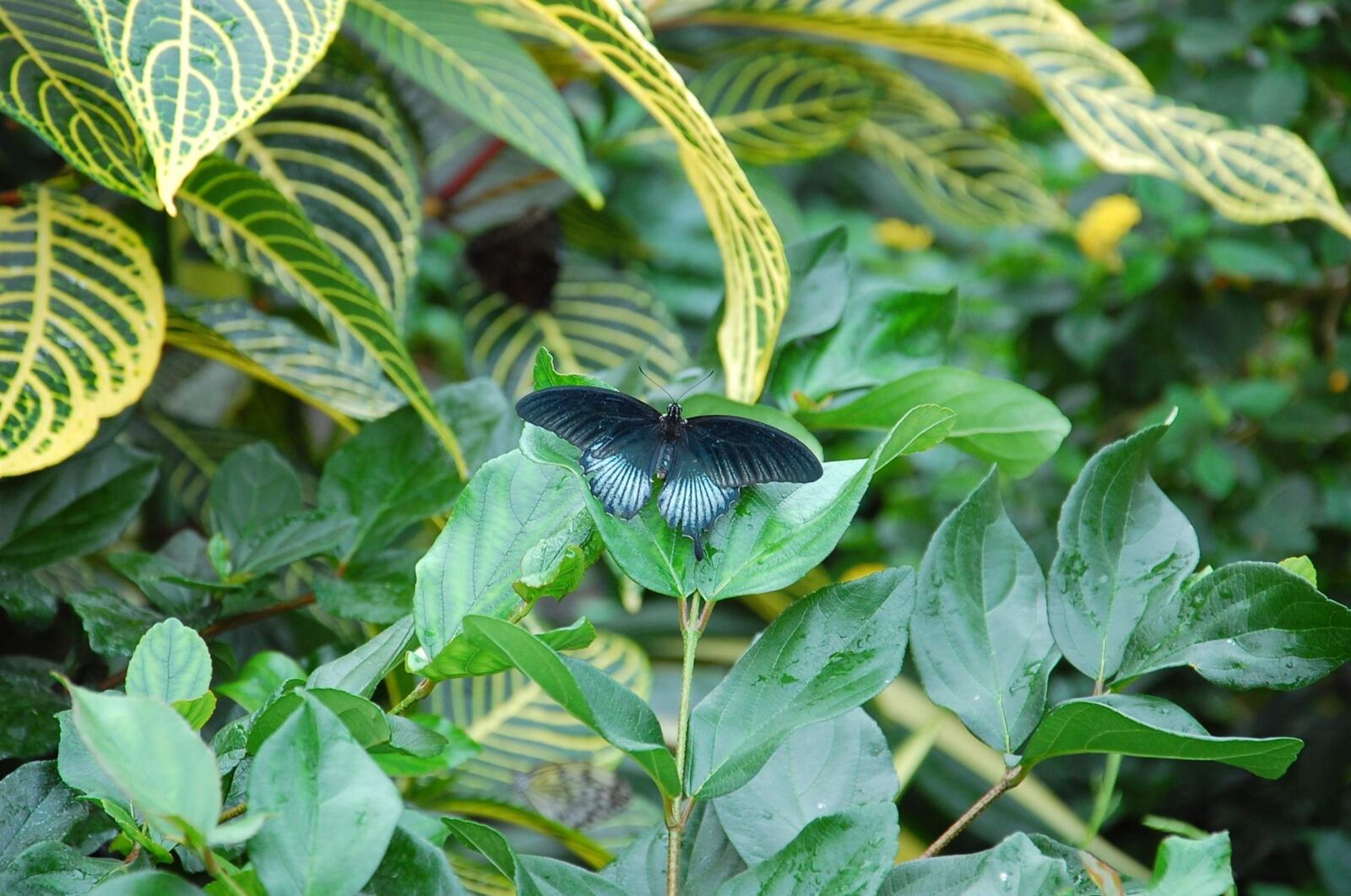 Nikon D40 sample photo. Insect, butterfly, blue photography