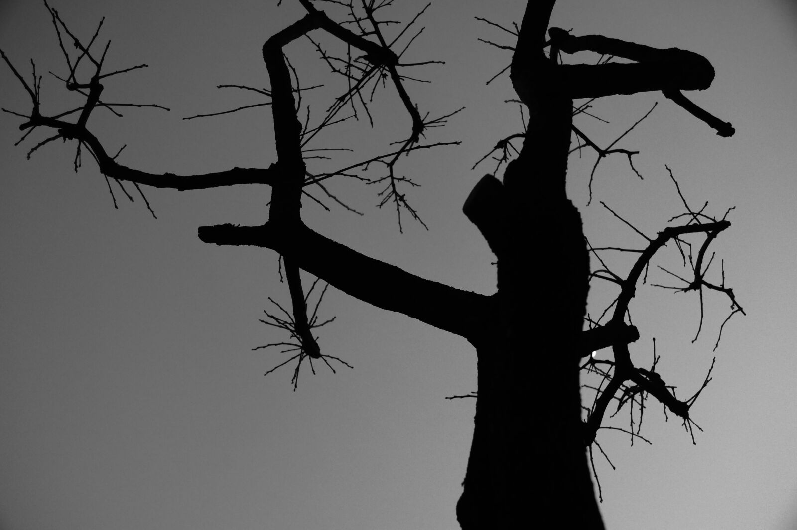 Nikon D700 sample photo. Wood, tabitha, nature photography