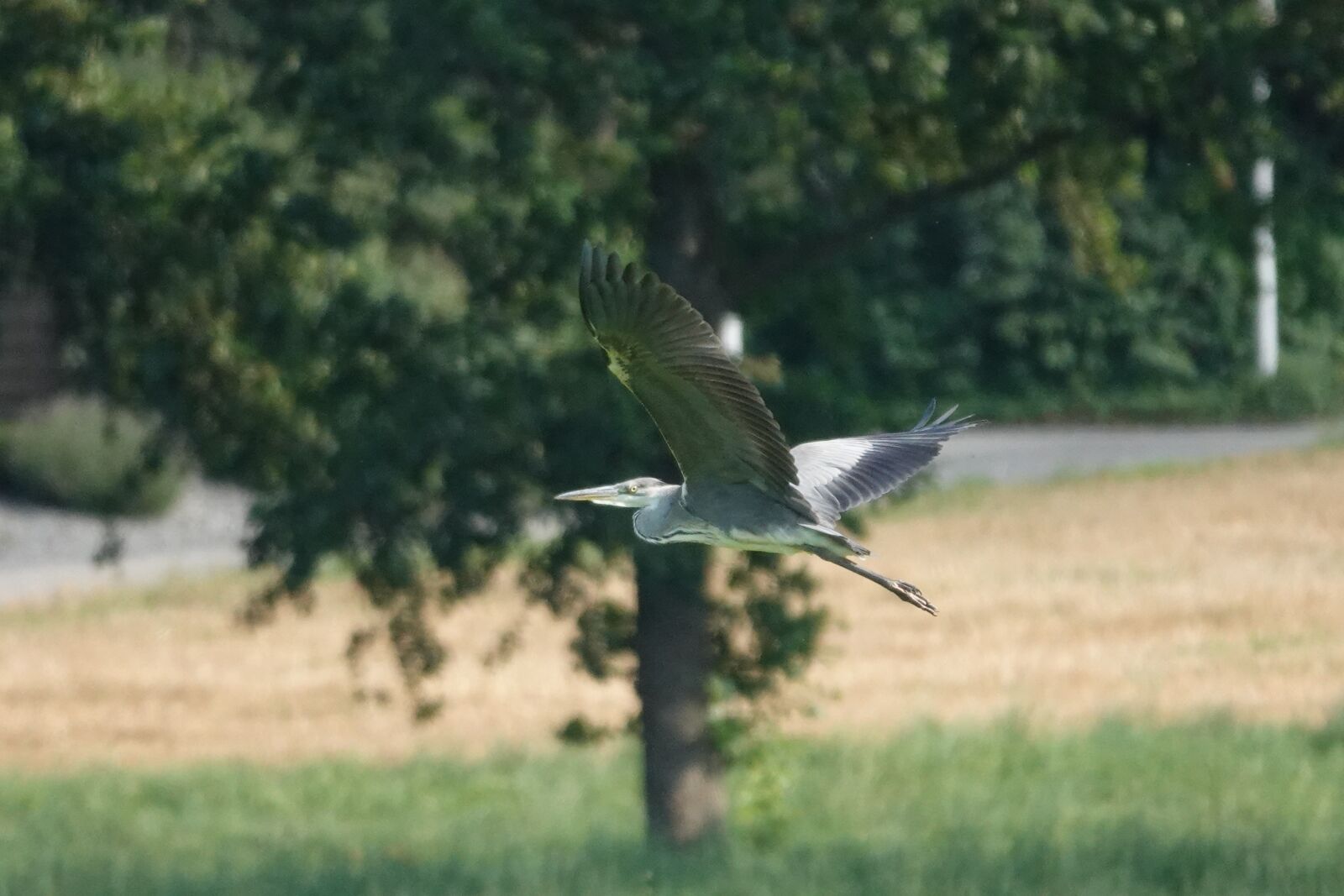Sony Cyber-shot DSC-RX10 IV sample photo. Grey heron, flying, field photography