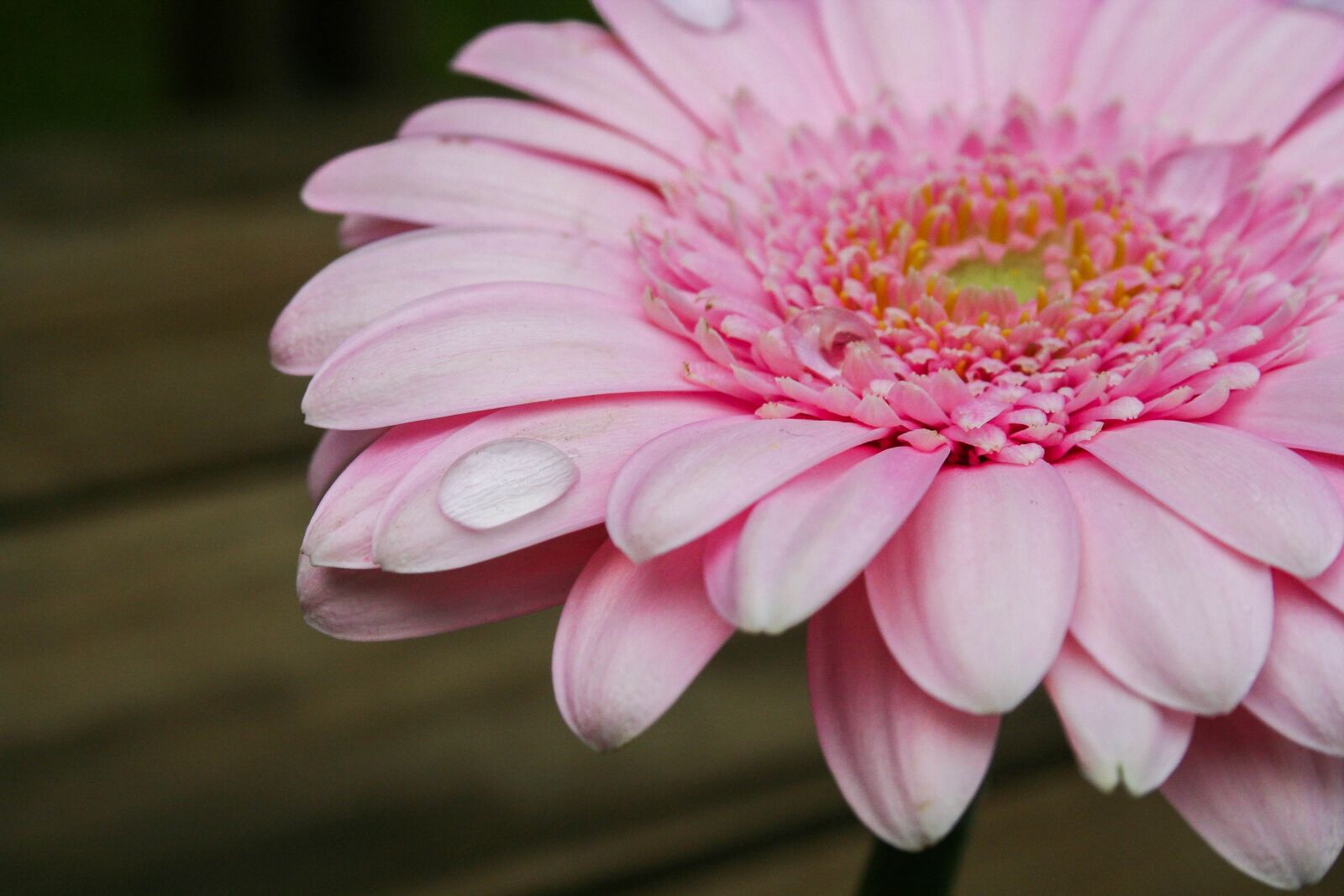 Canon EOS 350D (EOS Digital Rebel XT / EOS Kiss Digital N) sample photo. Flower, pink, flowers photography