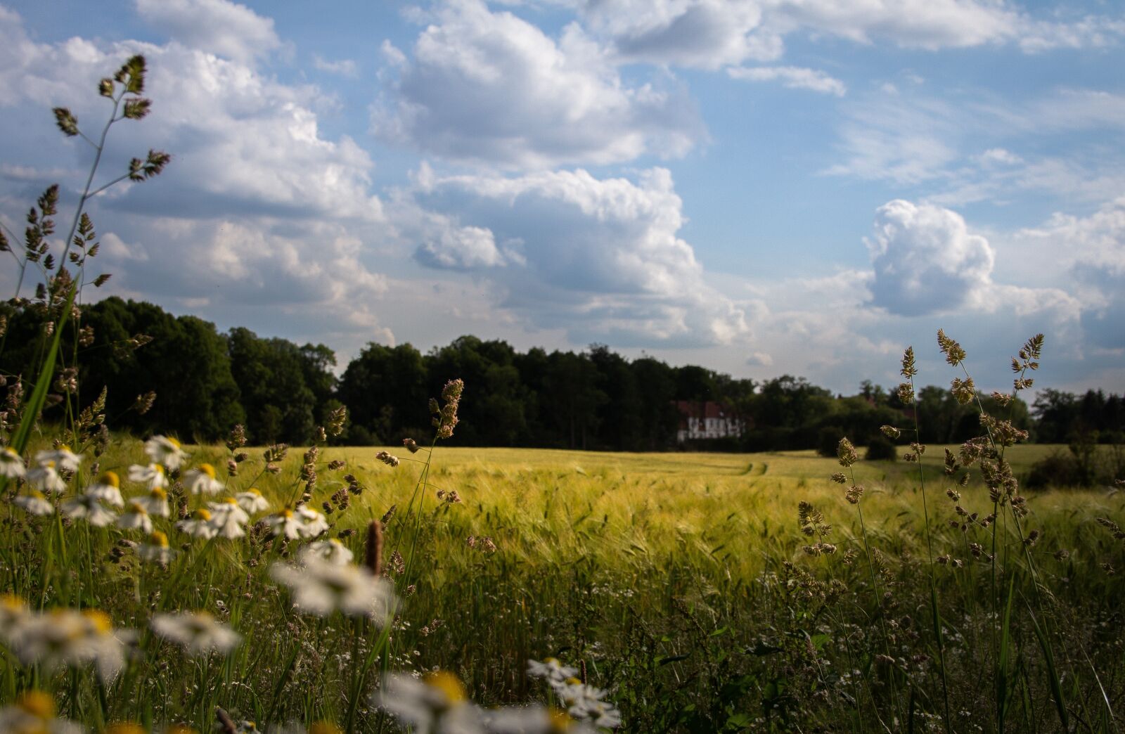 Canon EOS 700D (EOS Rebel T5i / EOS Kiss X7i) sample photo. Cornfield, landscape, agriculture photography
