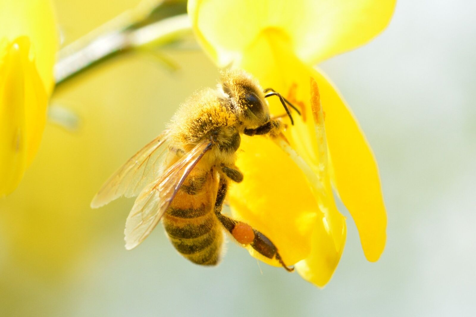 Nikon D5200 sample photo. Bee, was the most photography