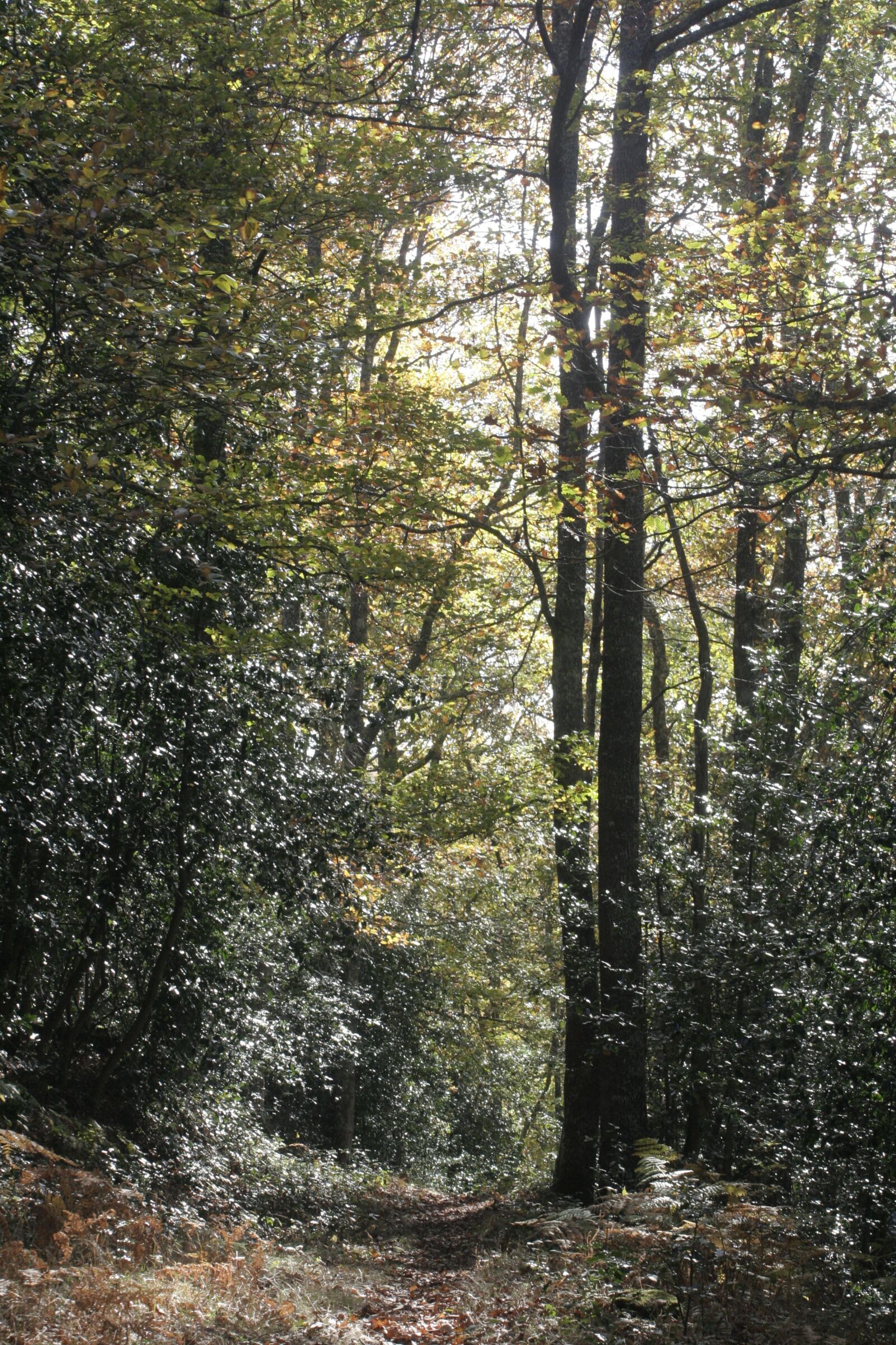 Canon EOS 350D (EOS Digital Rebel XT / EOS Kiss Digital N) sample photo. Forest, green, nature photography