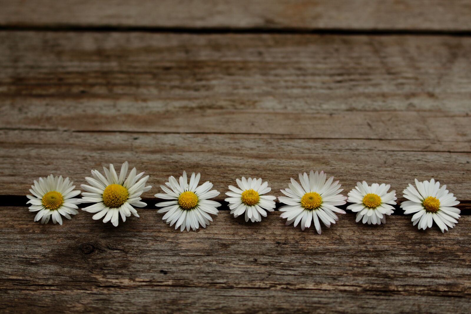 Canon EOS 700D (EOS Rebel T5i / EOS Kiss X7i) sample photo. Daisy, wooden, nature photography