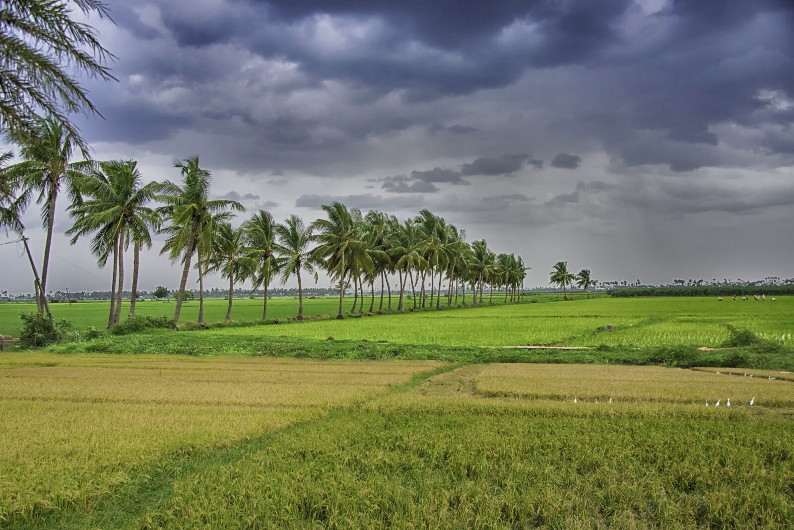 Nikon D800 sample photo. India, farming, rice field photography