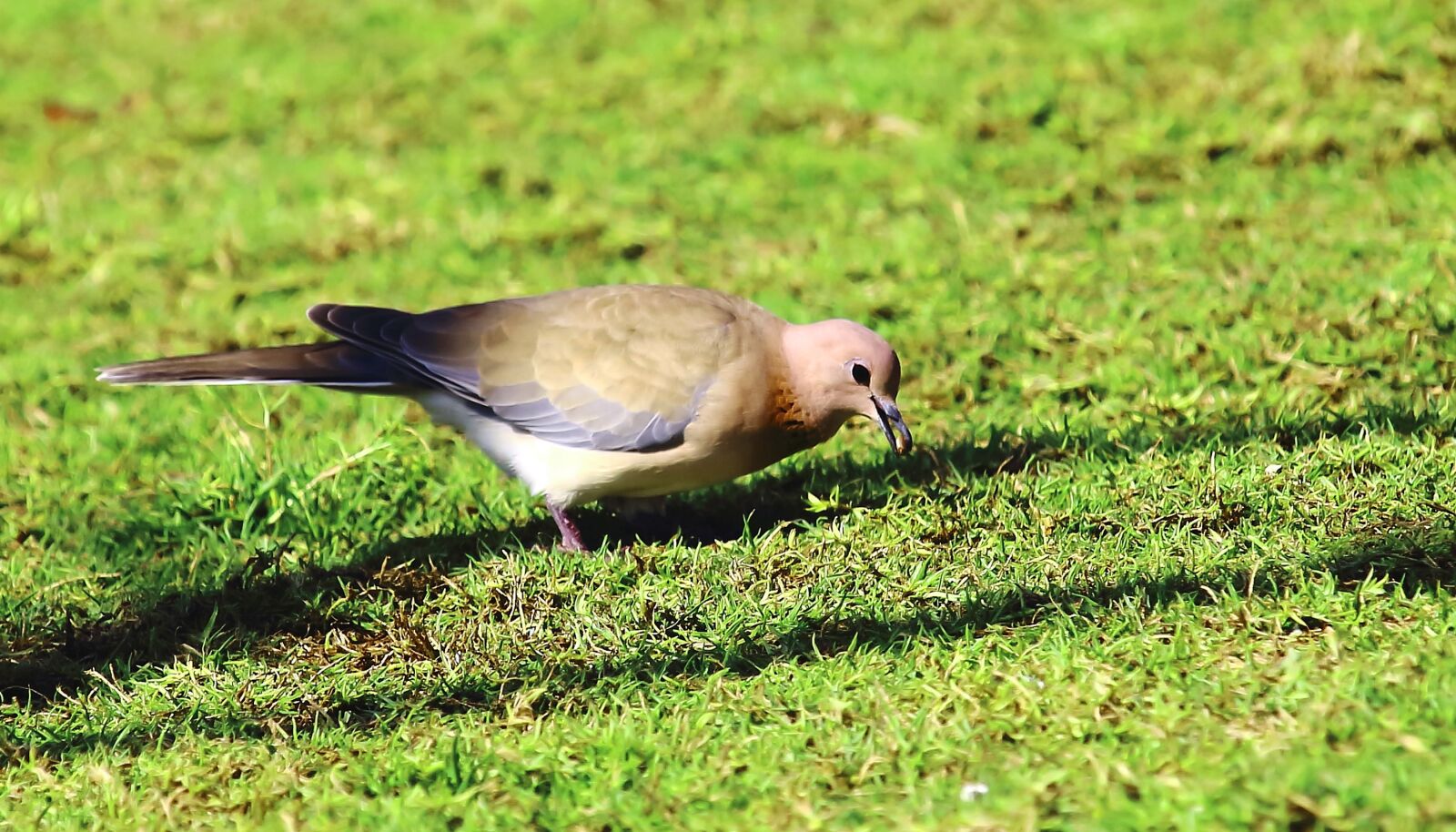 Canon EOS 1200D (EOS Rebel T5 / EOS Kiss X70 / EOS Hi) sample photo. Dove, bird, pigeon photography