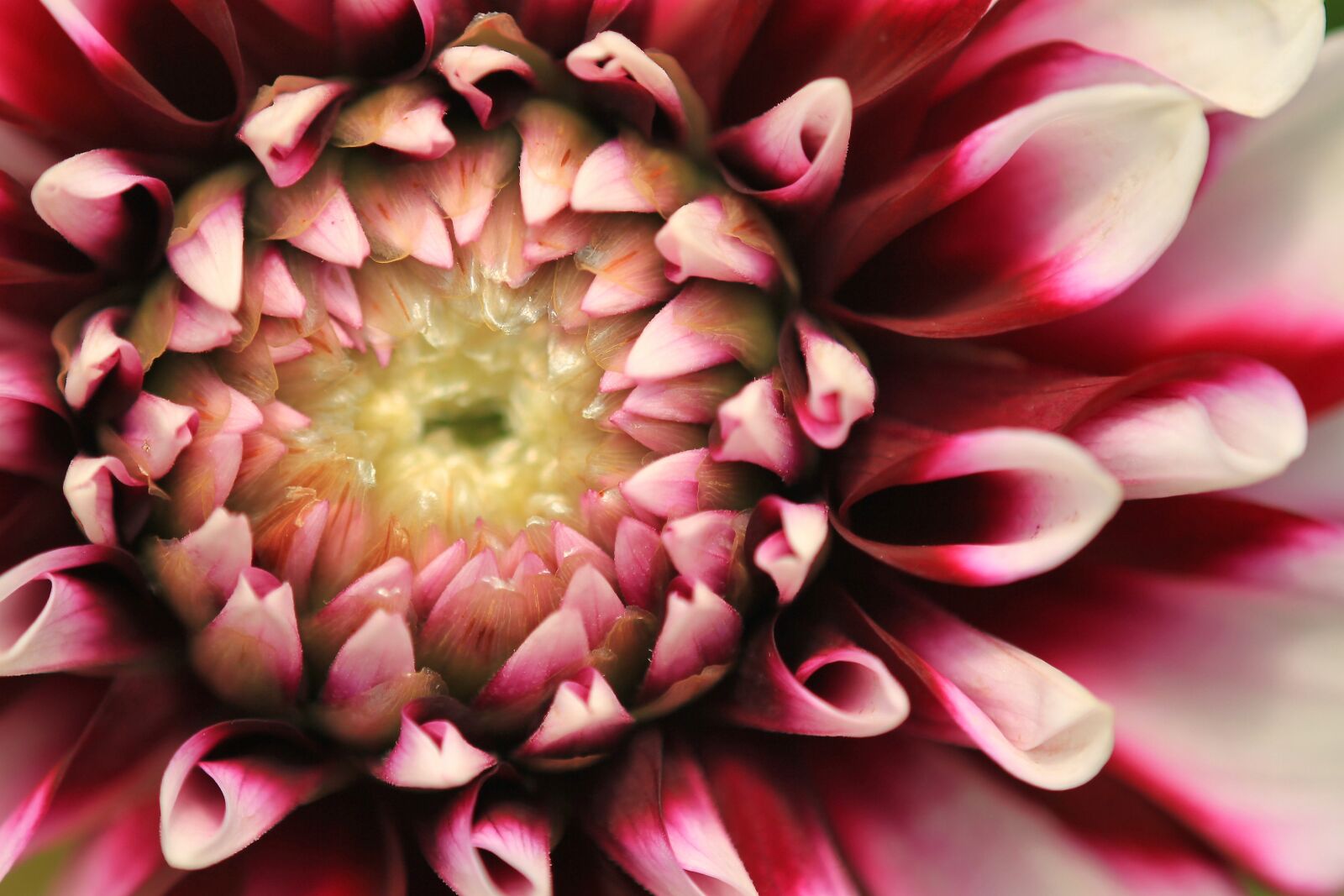 Canon EOS 7D sample photo. Dahlia, flower, blossom photography