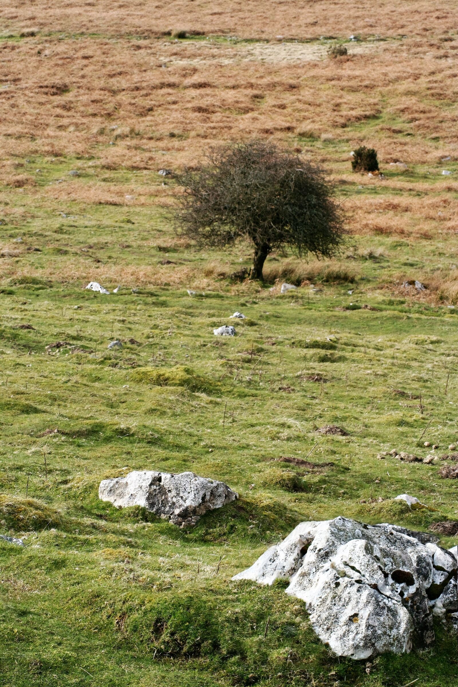 Canon EOS 350D (EOS Digital Rebel XT / EOS Kiss Digital N) sample photo. Landscape, wales, tree photography