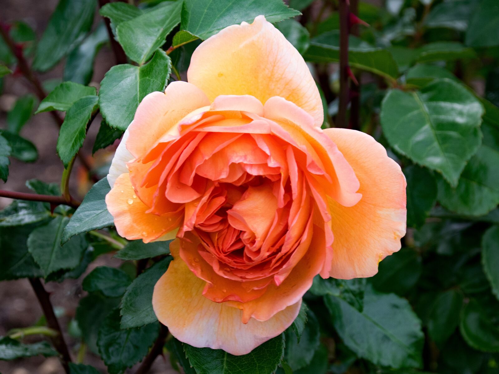 Nikon D5300 sample photo. English, rose, pat austin photography