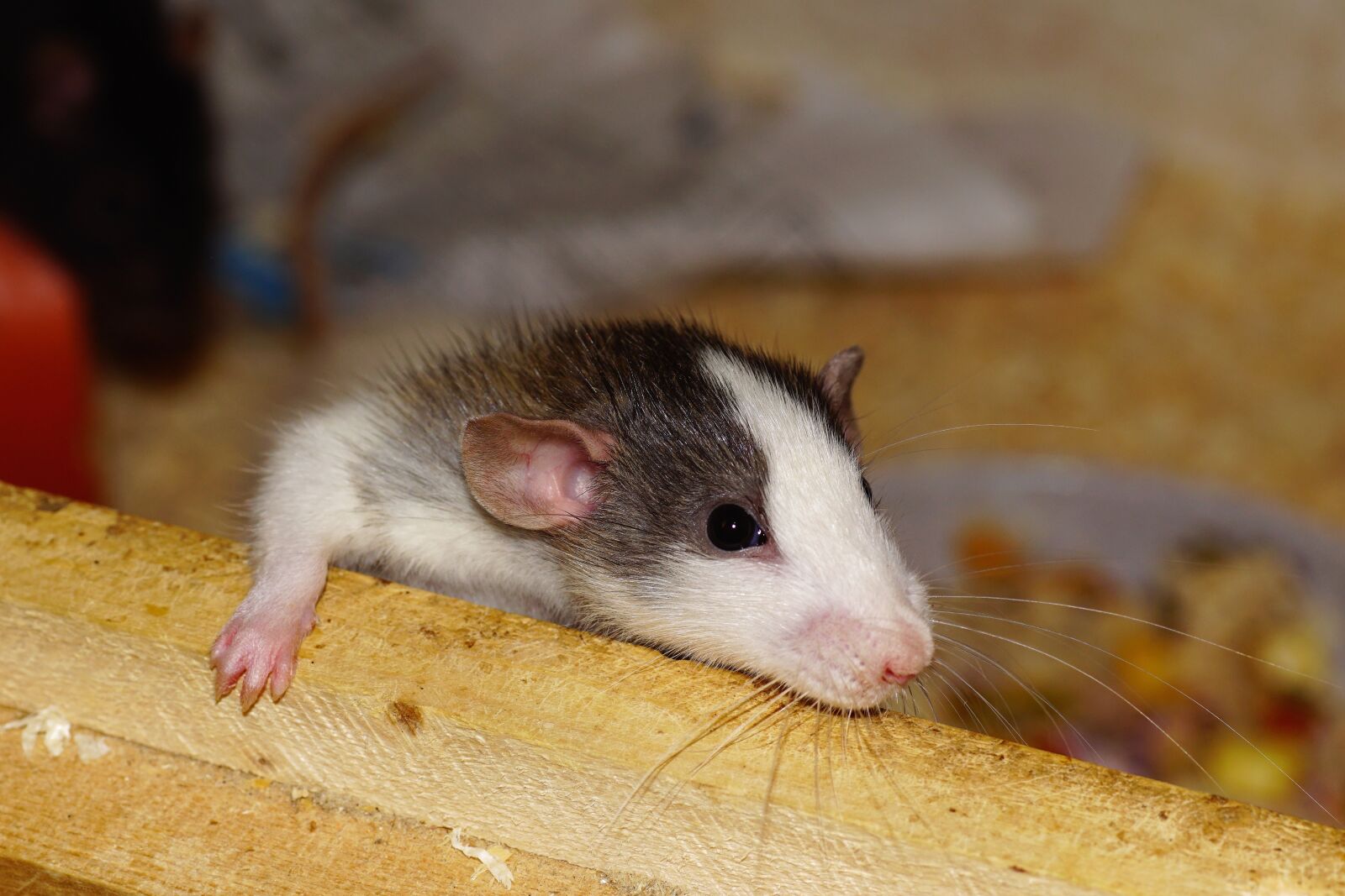 Sony SLT-A68 sample photo. Rat, curious, color rat photography