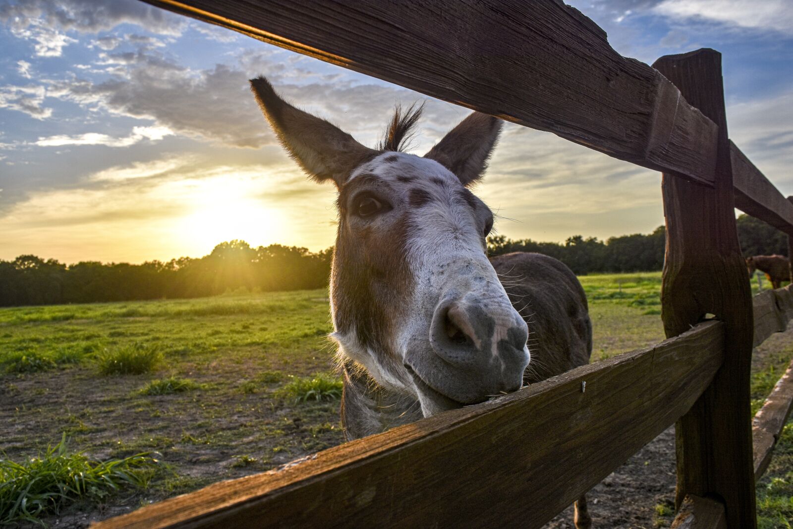 Nikon D7200 sample photo. Funny, donkey, miniature donkey photography