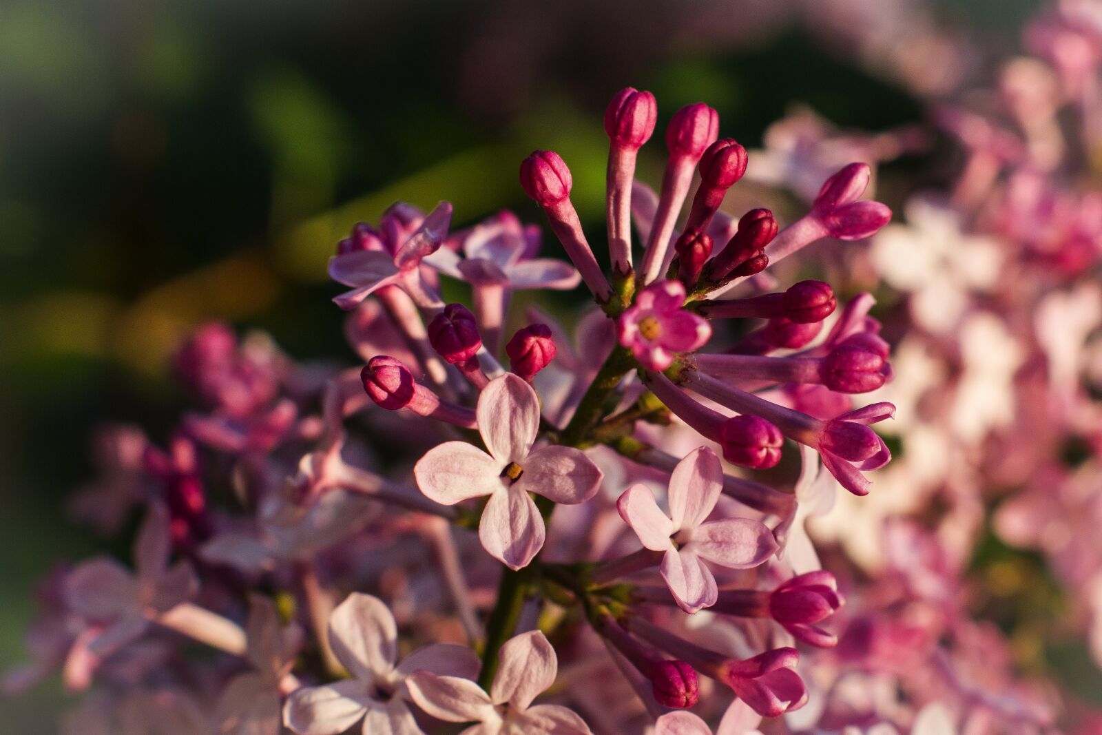 Sony Alpha DSLR-A550 sample photo. Lilac, pink, flowers photography